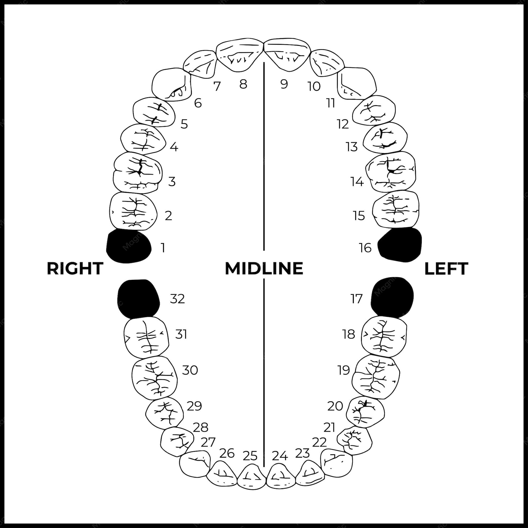 Teeth Number Chart Adults