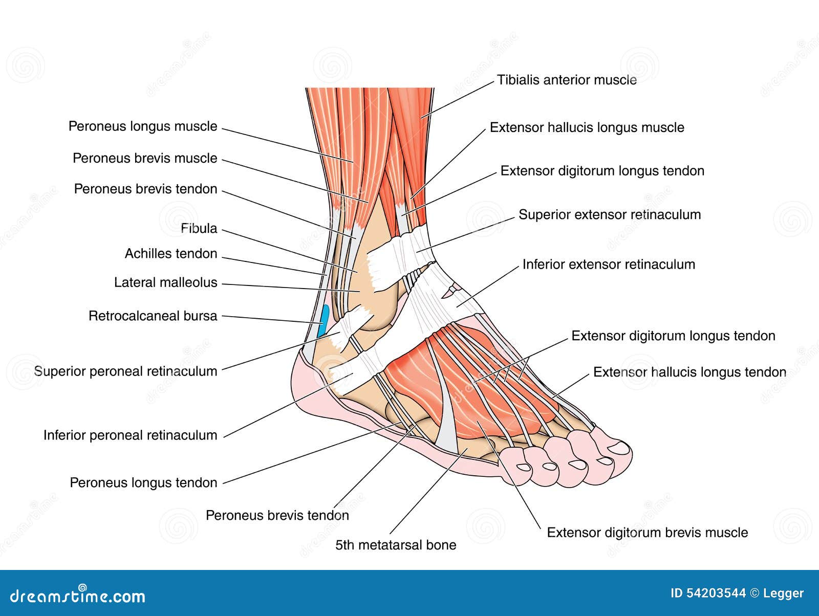 Tendon In Foot