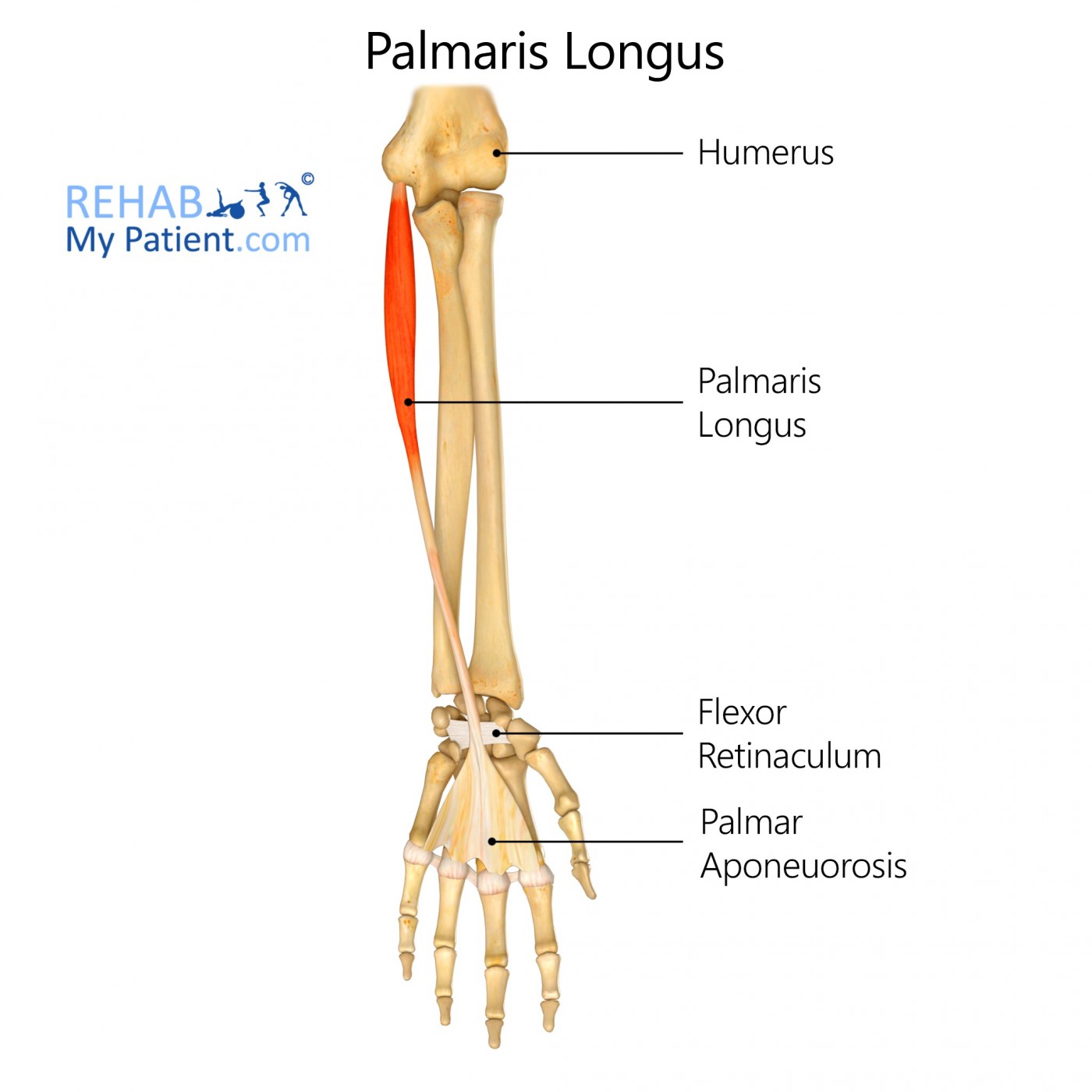 Tendon Of Palmaris Longus Muscle