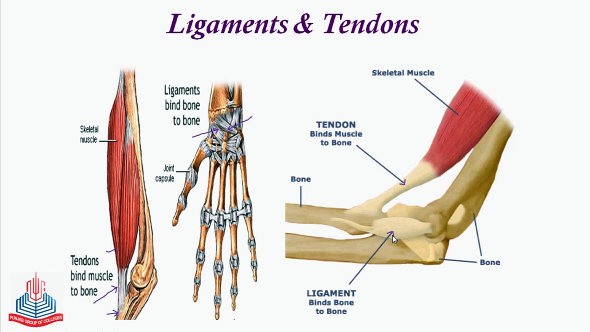 Tendons And Ligaments