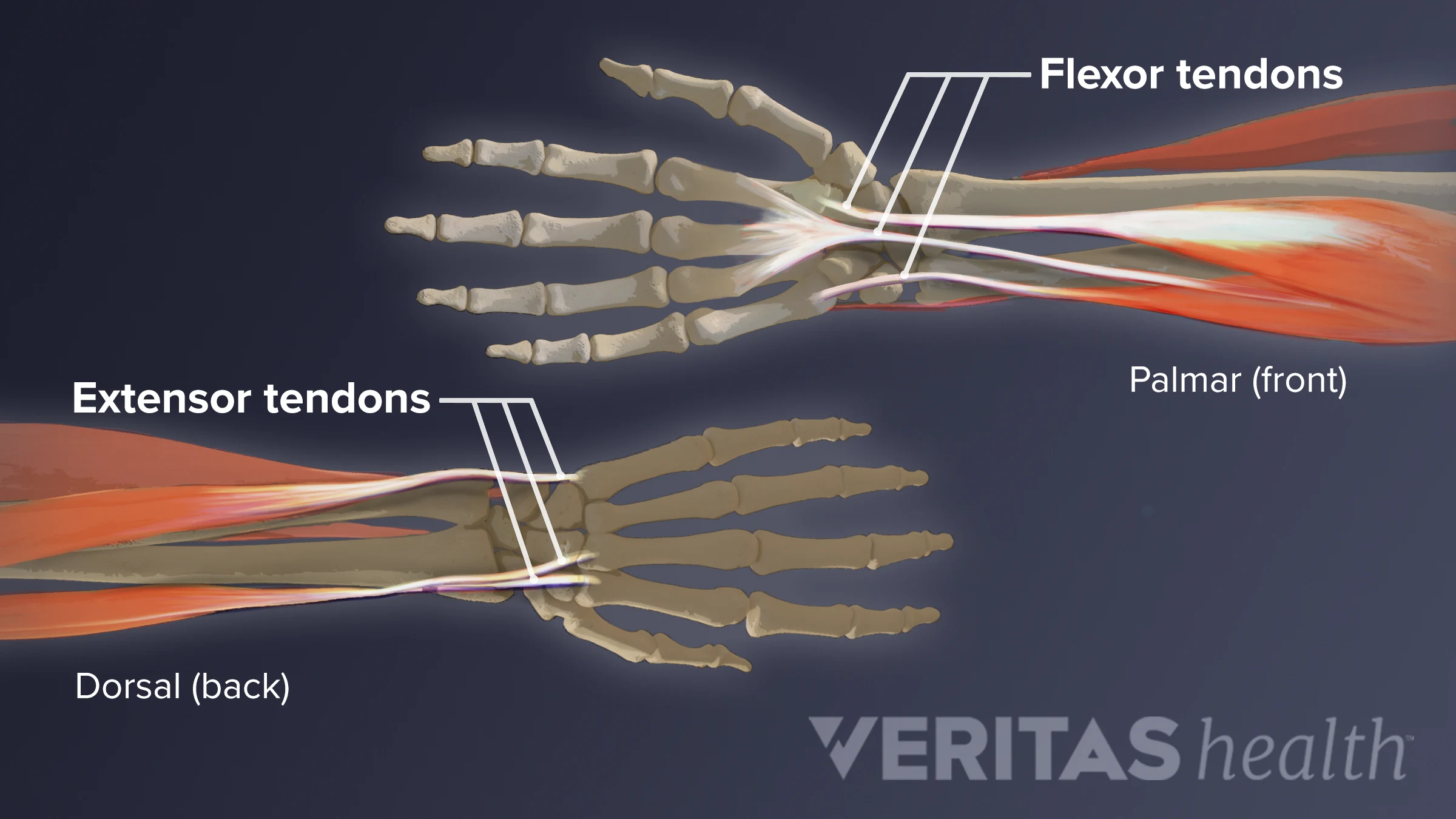 Tendons In Wrist