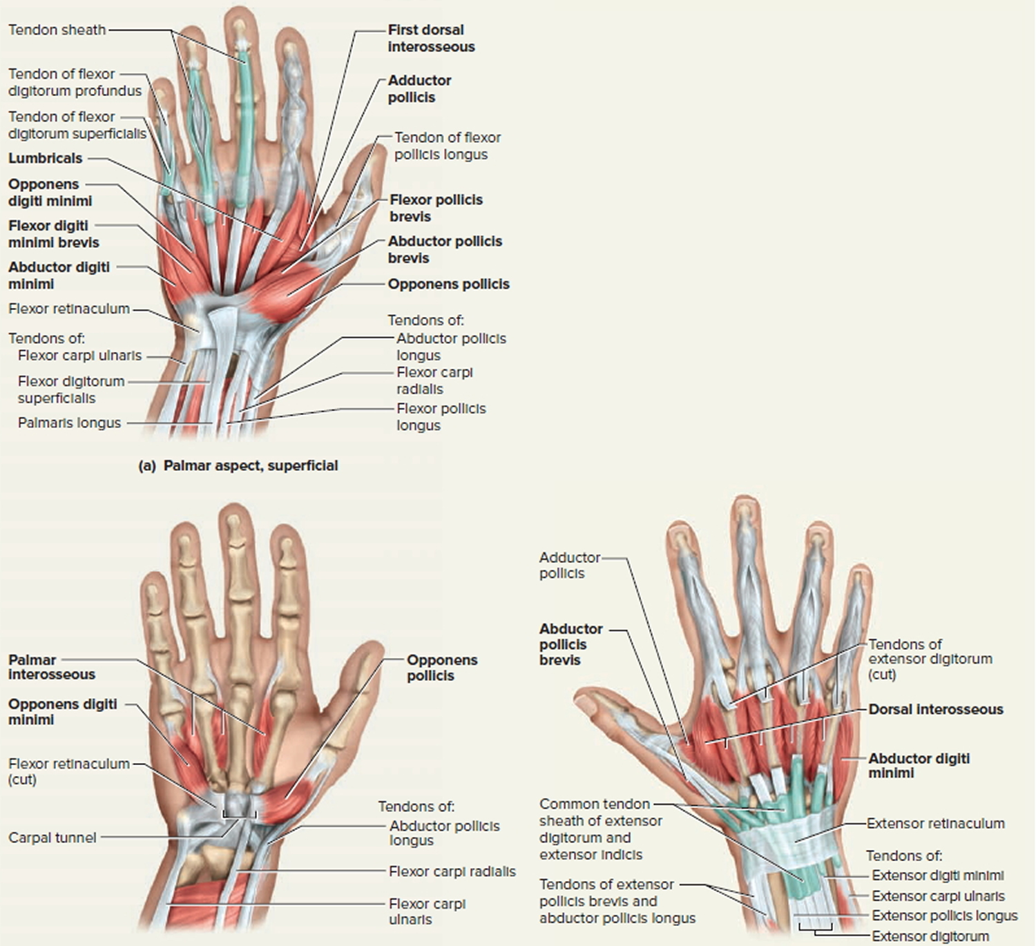 Tendons Of Hand