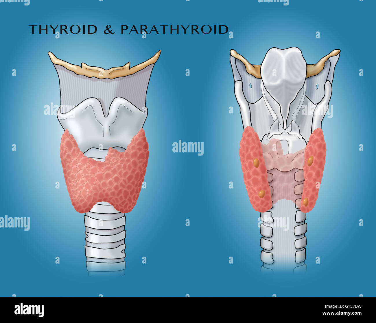 Thyroid And Parathyroid