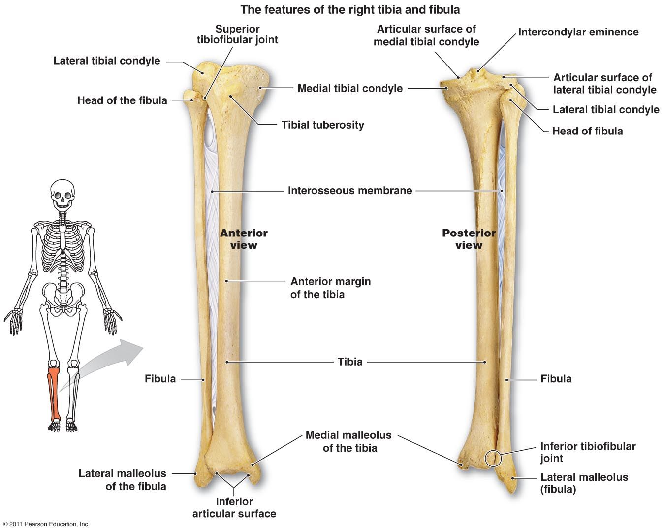 Tibia A Fibula