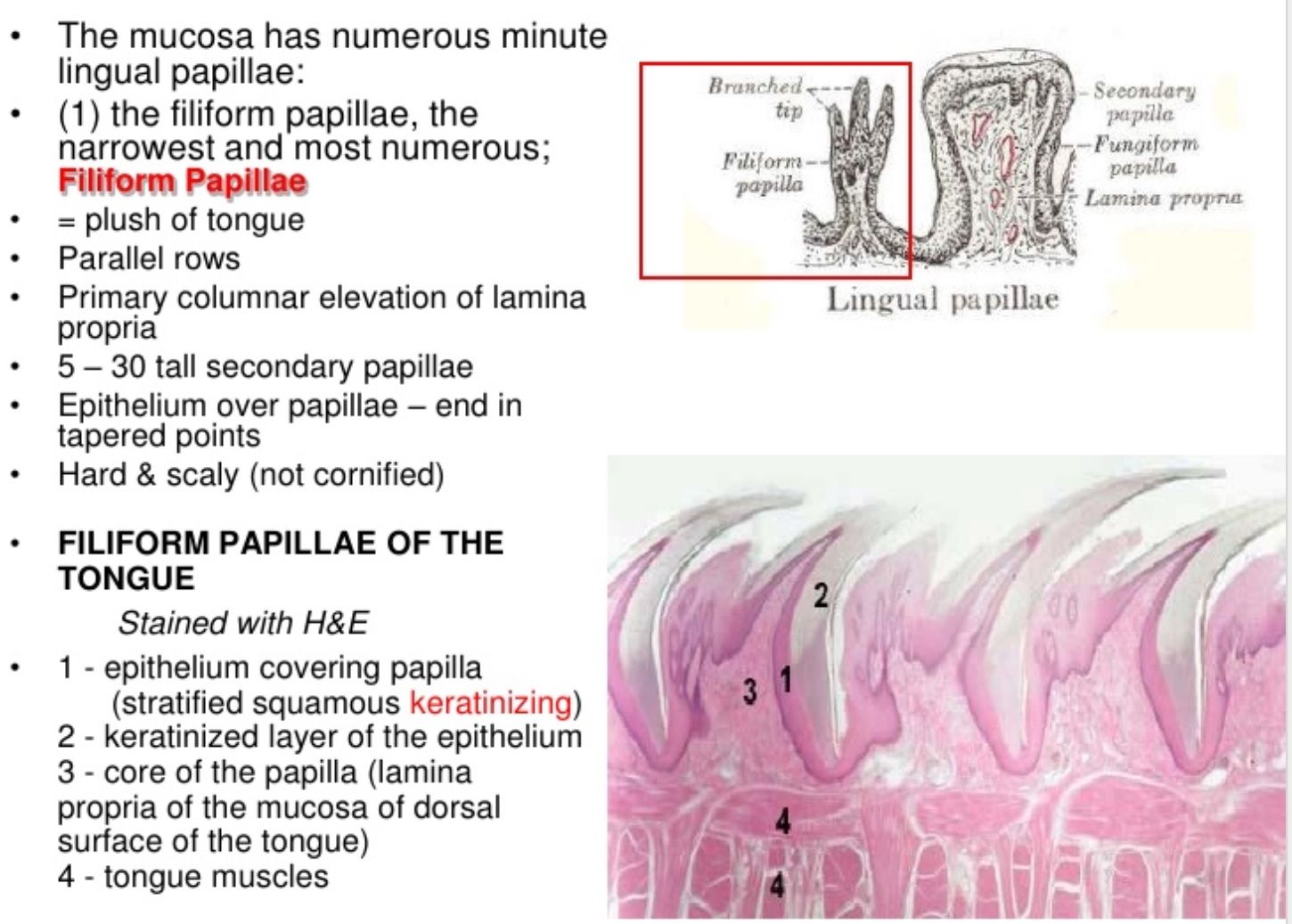 Tongue Inflammation Taste Buds