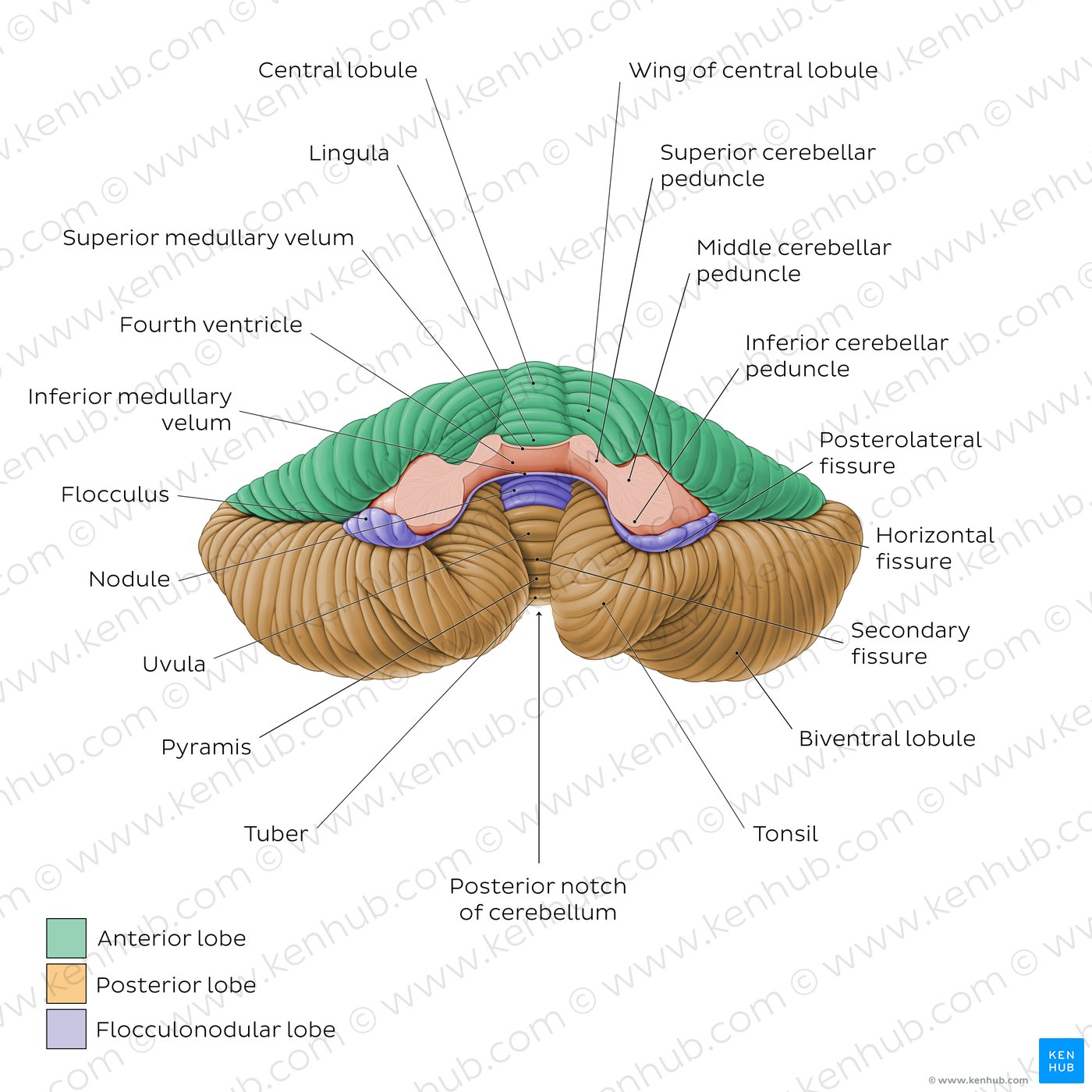 Tonsil Of Cerebellum
