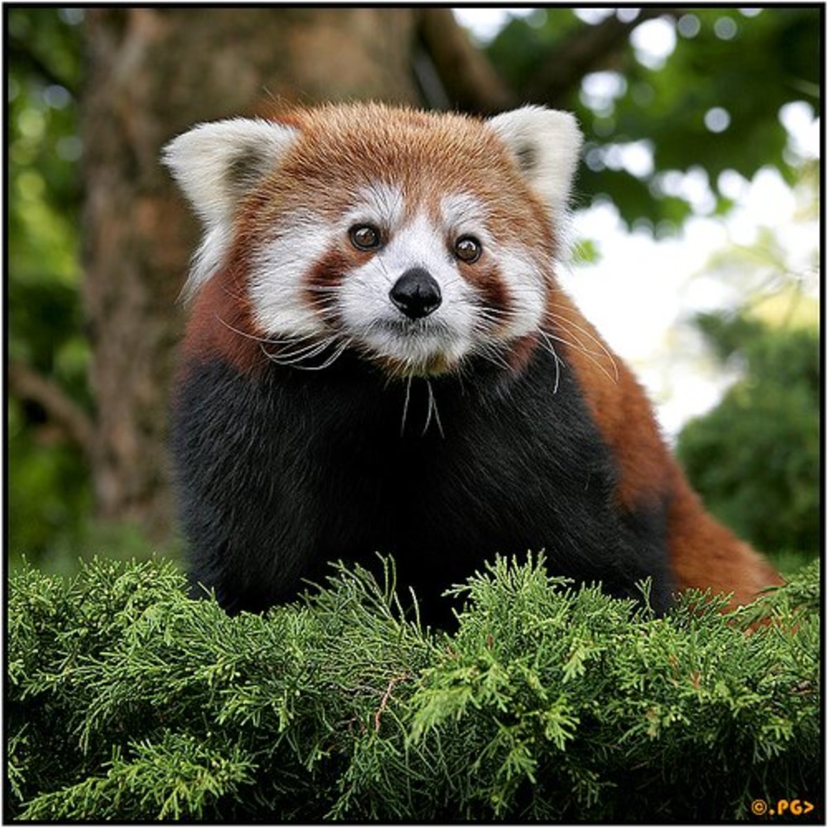 Top 10 Most Rare Animals