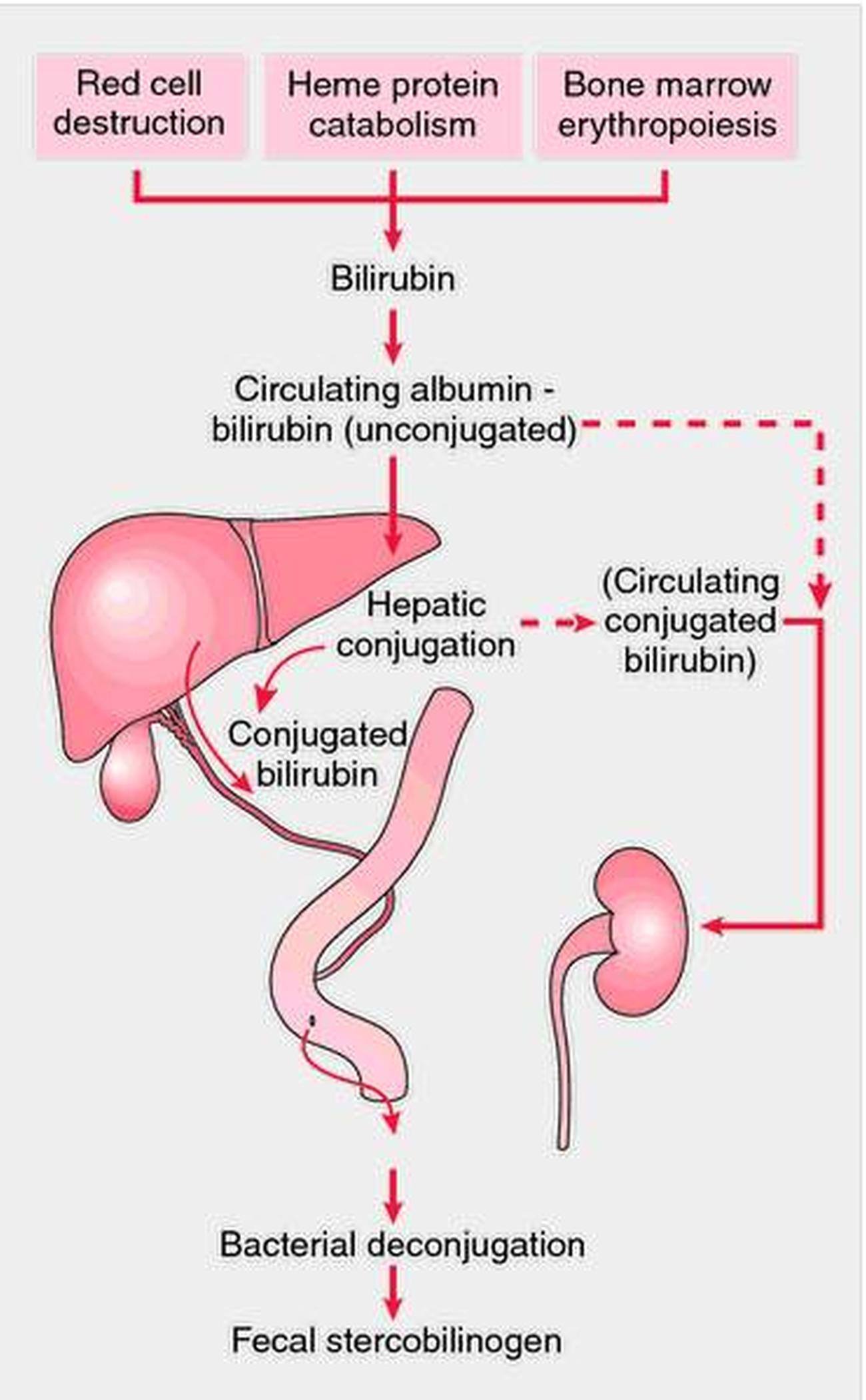 Total Bilirubin Blood Test