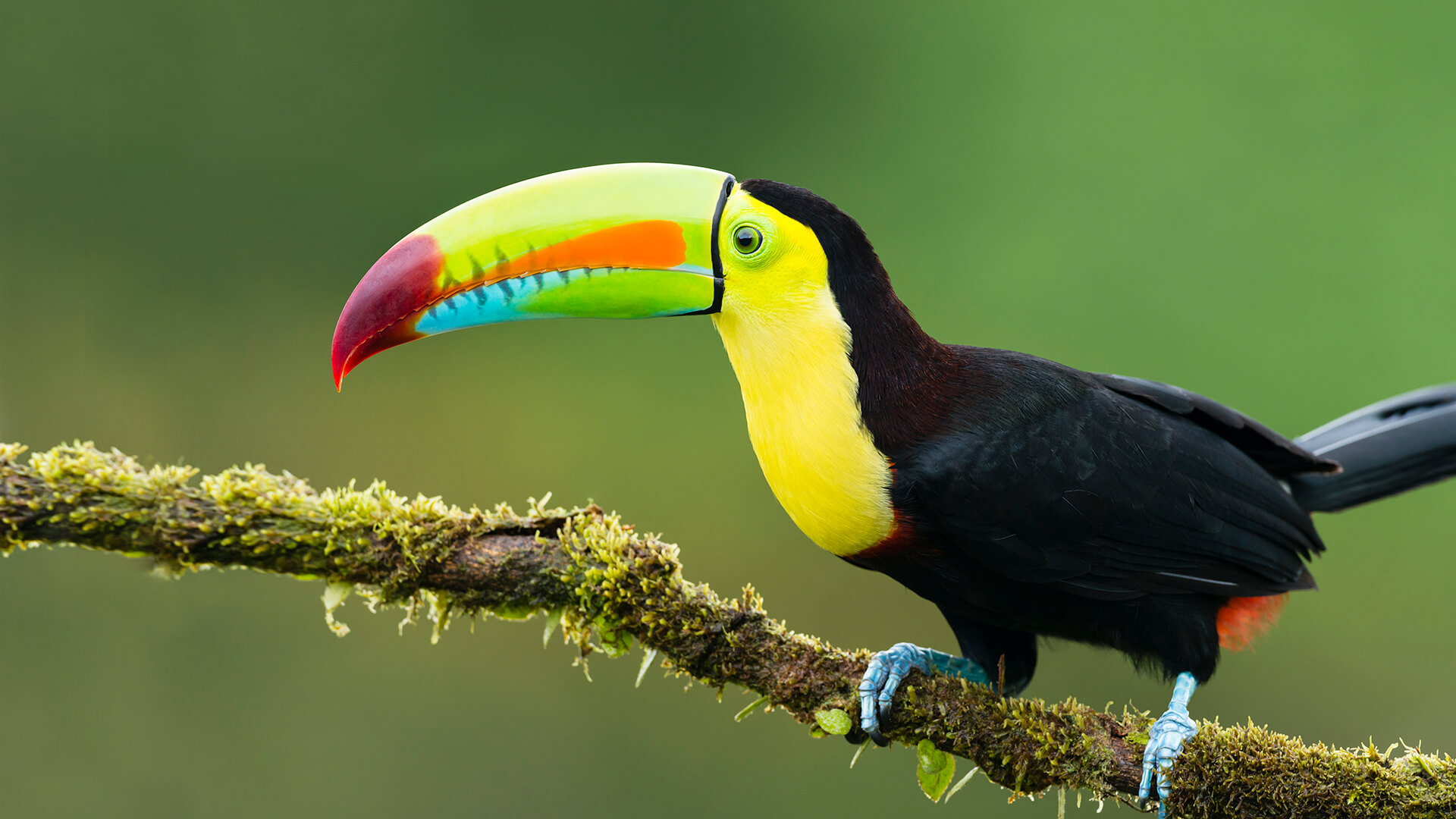 Toucan Are They Endangered