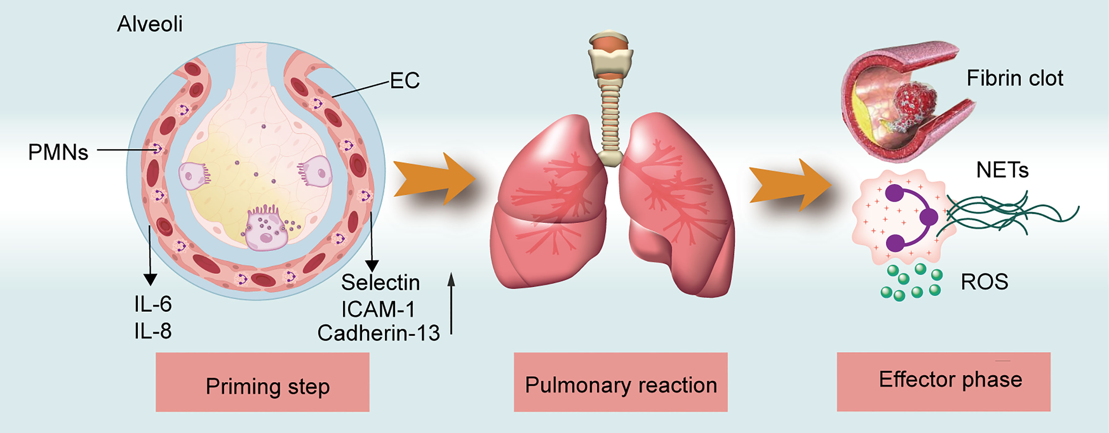Trali In Blood Transfusion