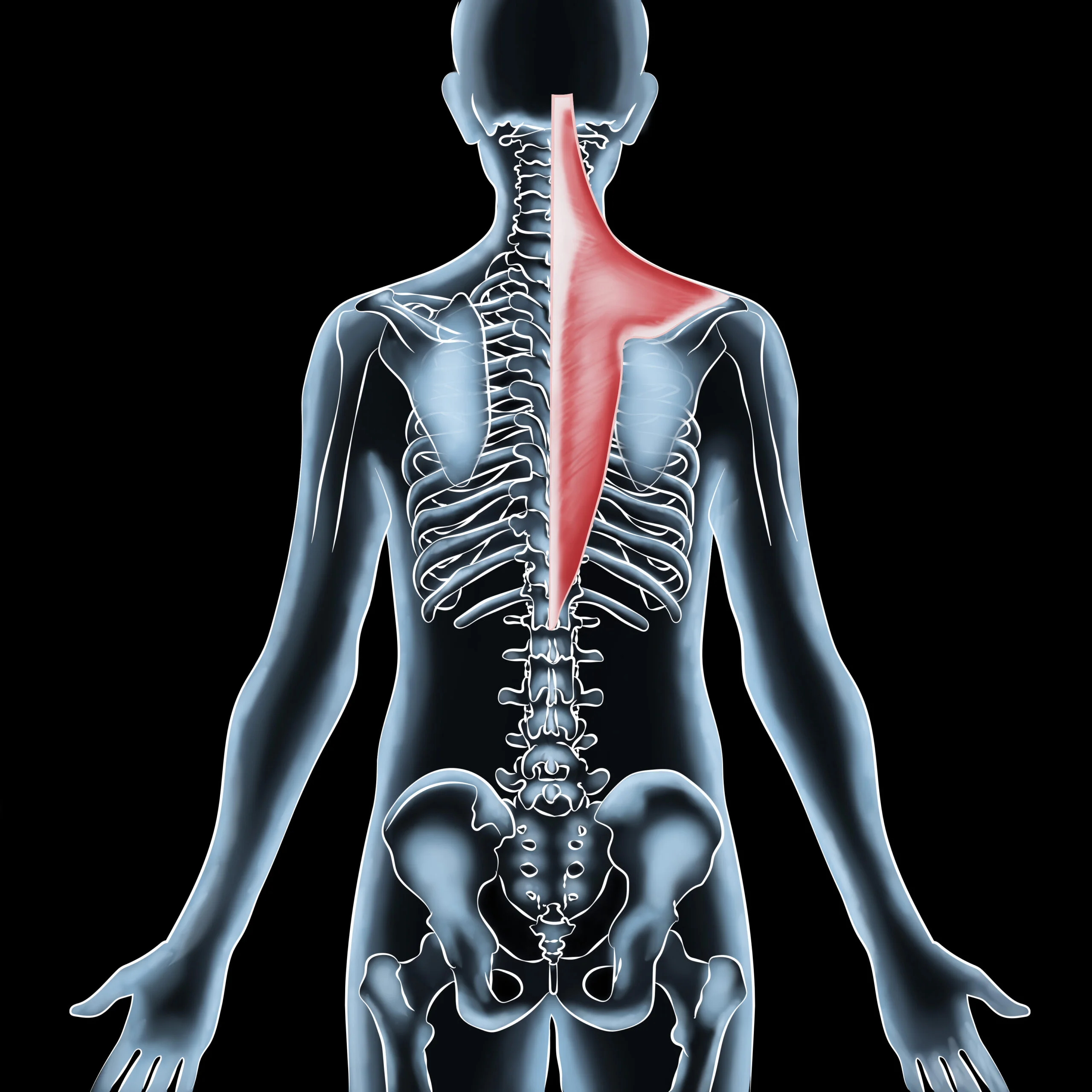 Trapezius Muscle Pain Relief