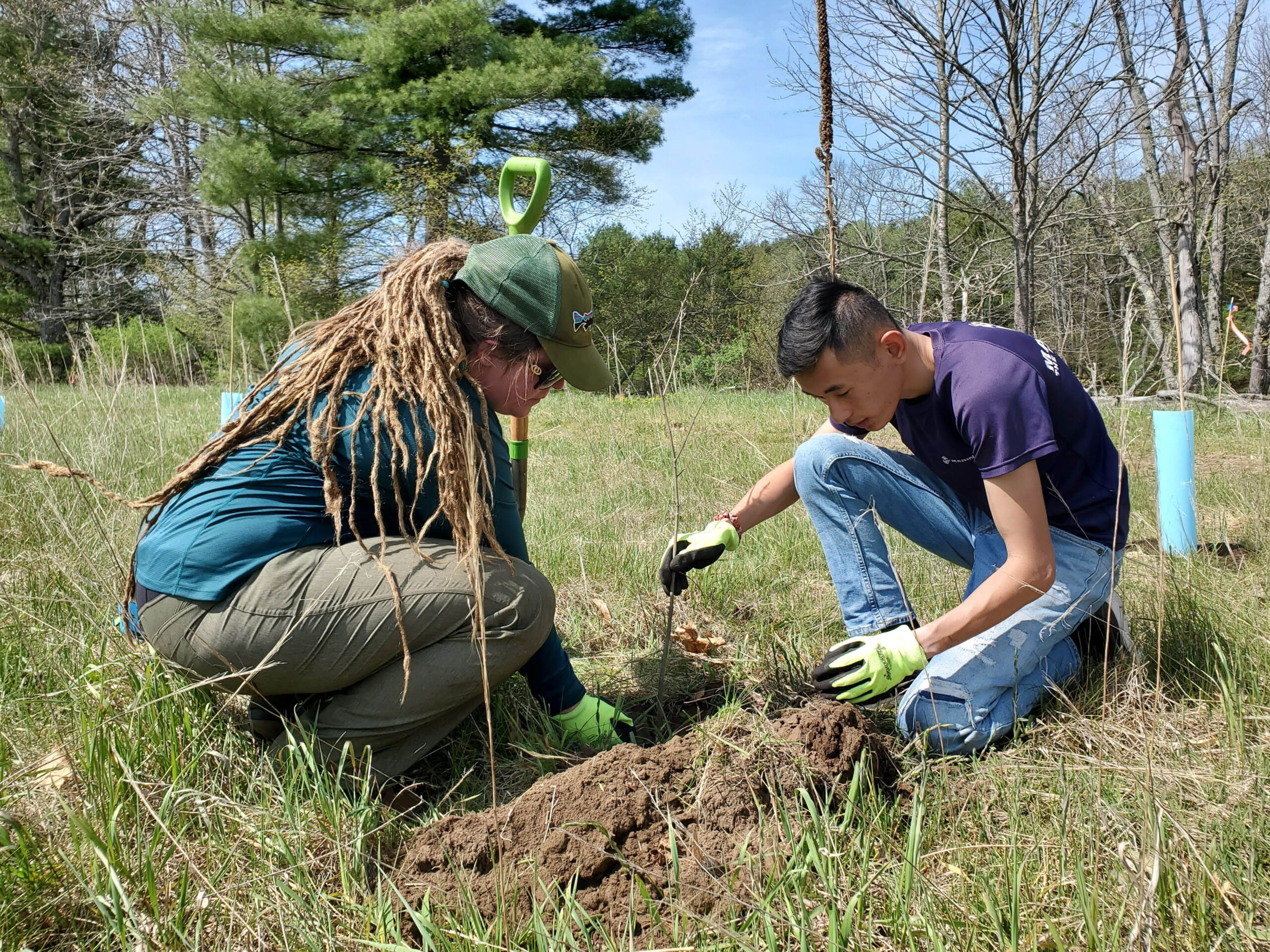 Tree Planting Jobs
