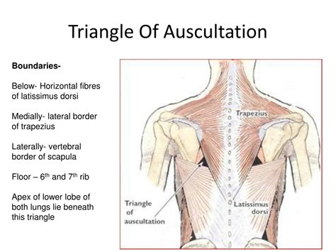 Triangle Of Auscultation