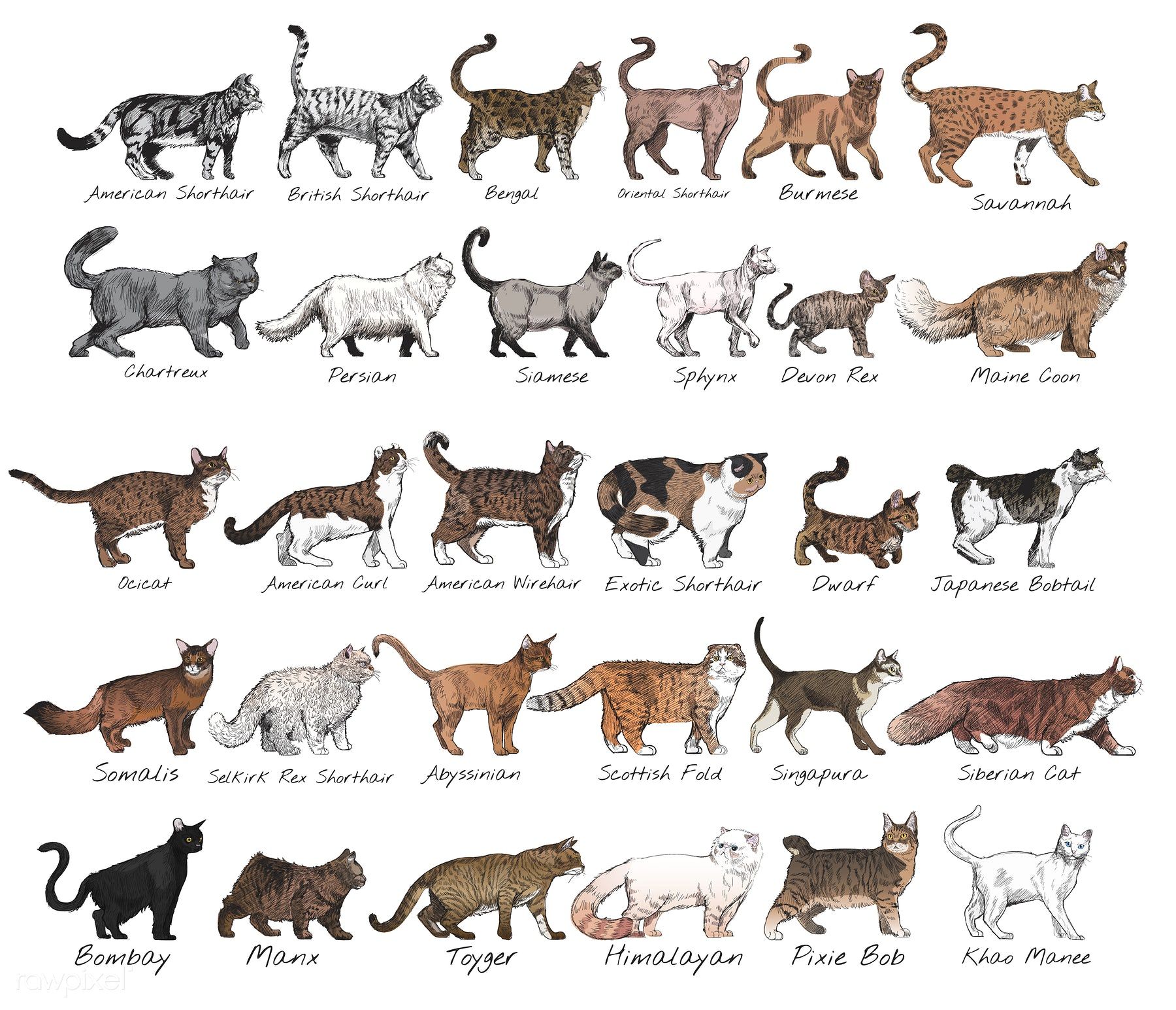 Types Of Cats