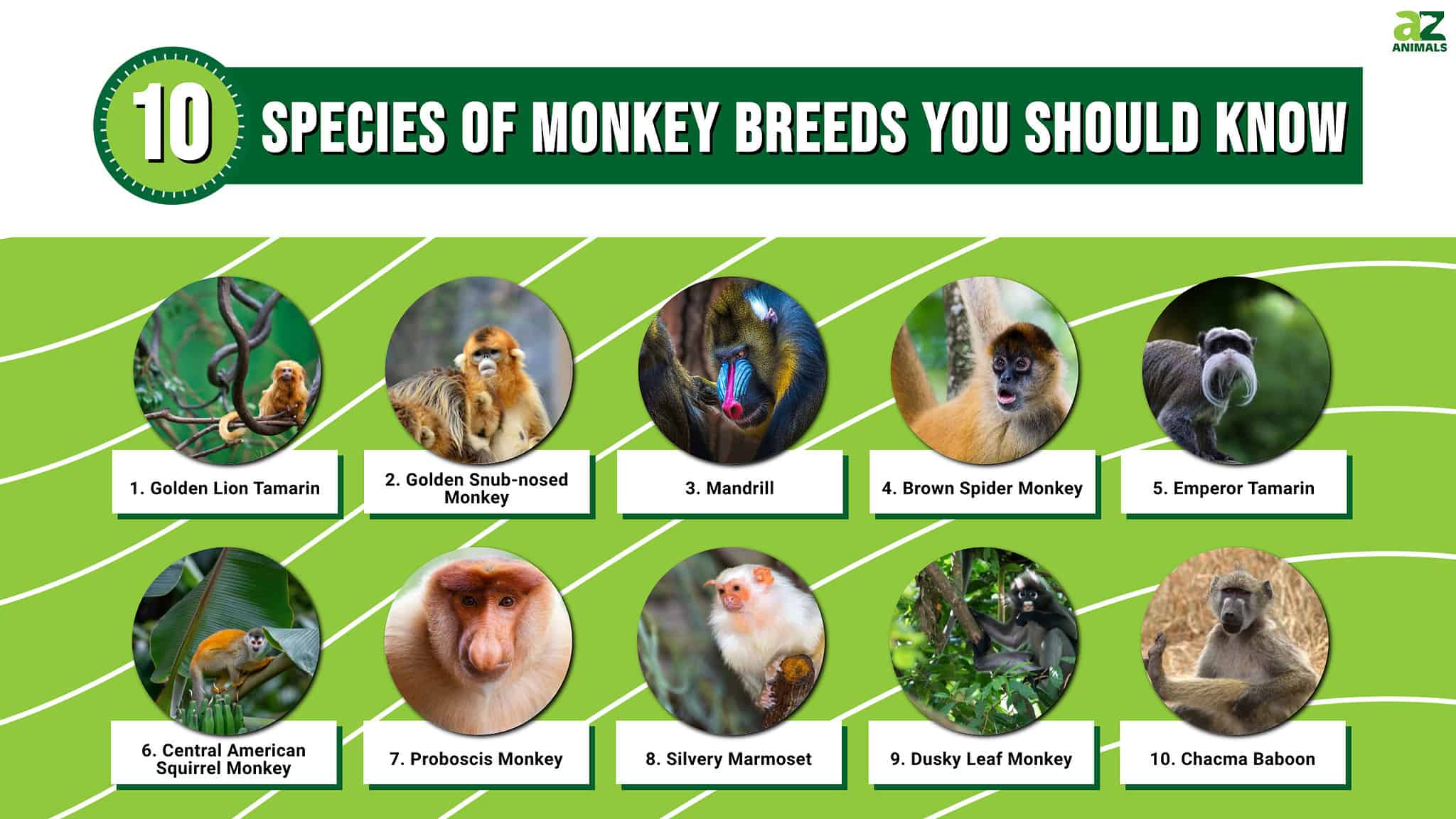 Types Of Monkeys