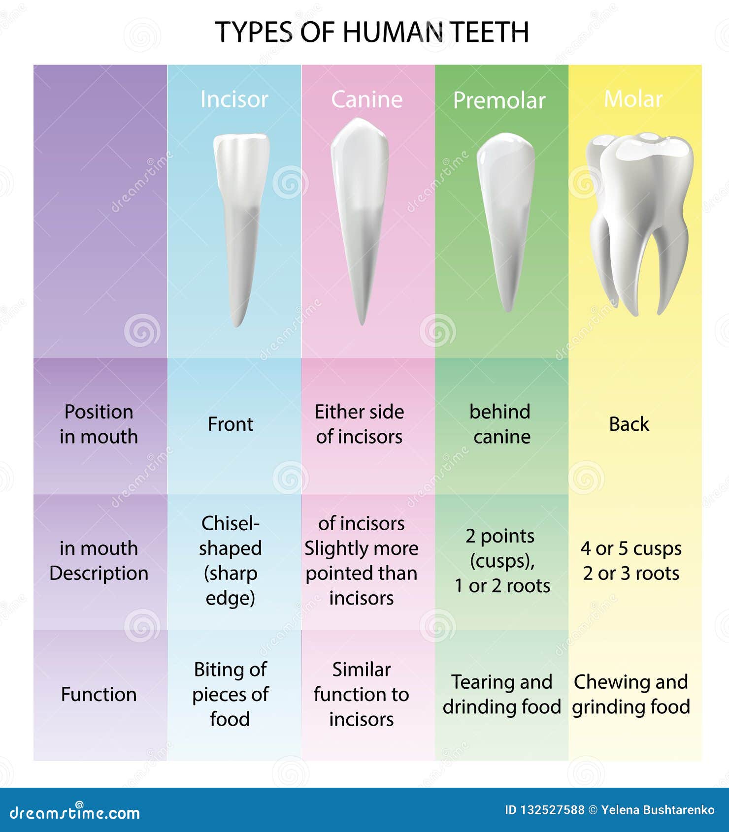 Types Of Teeth