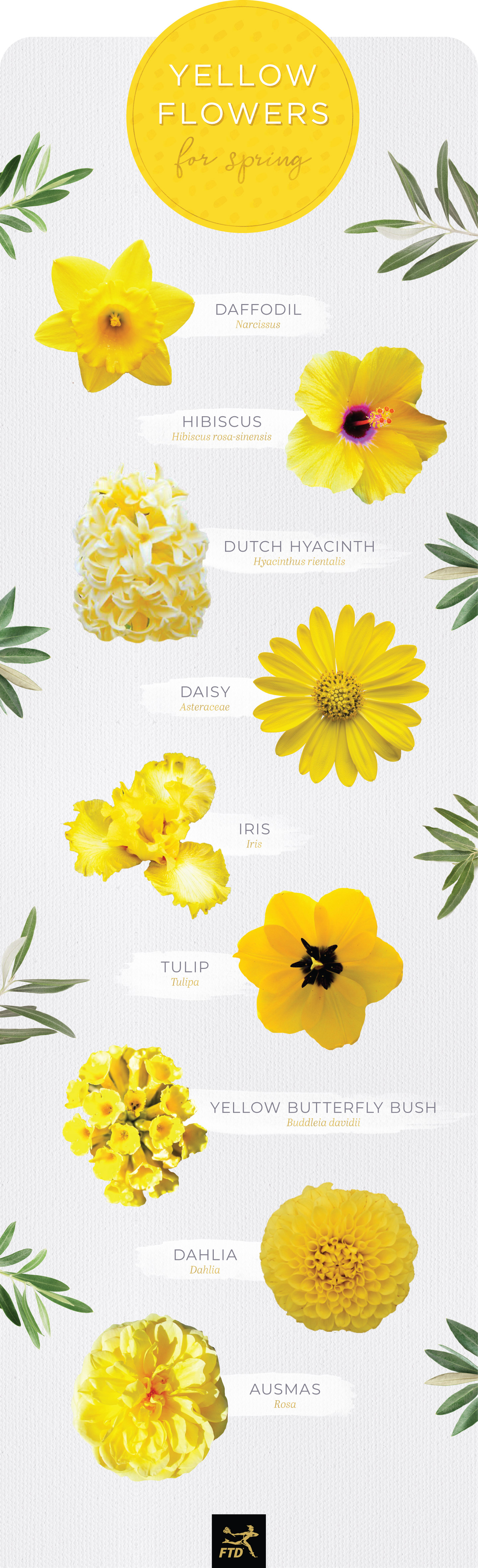 Types Of Yellow