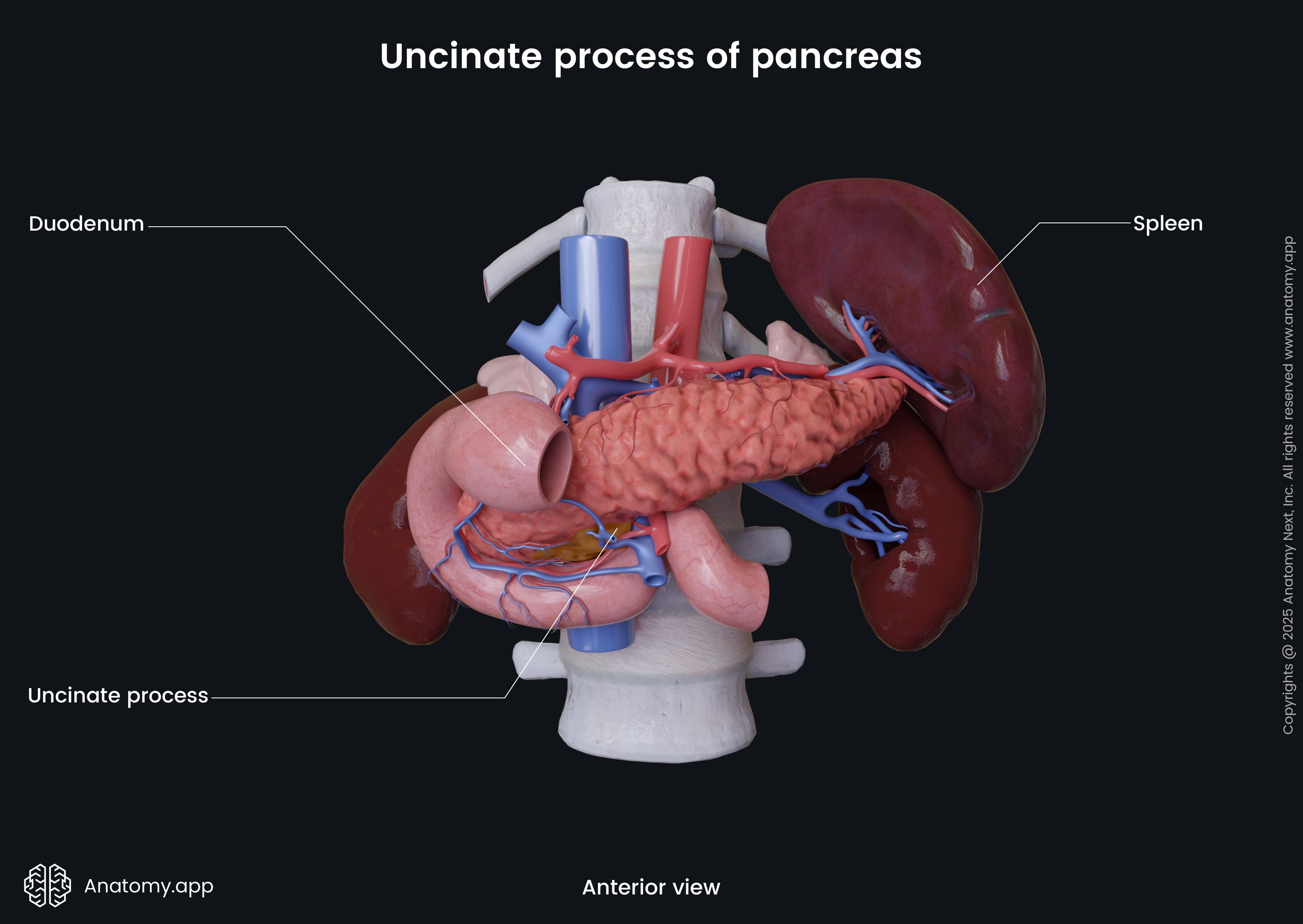Uncinate Process Pancreas