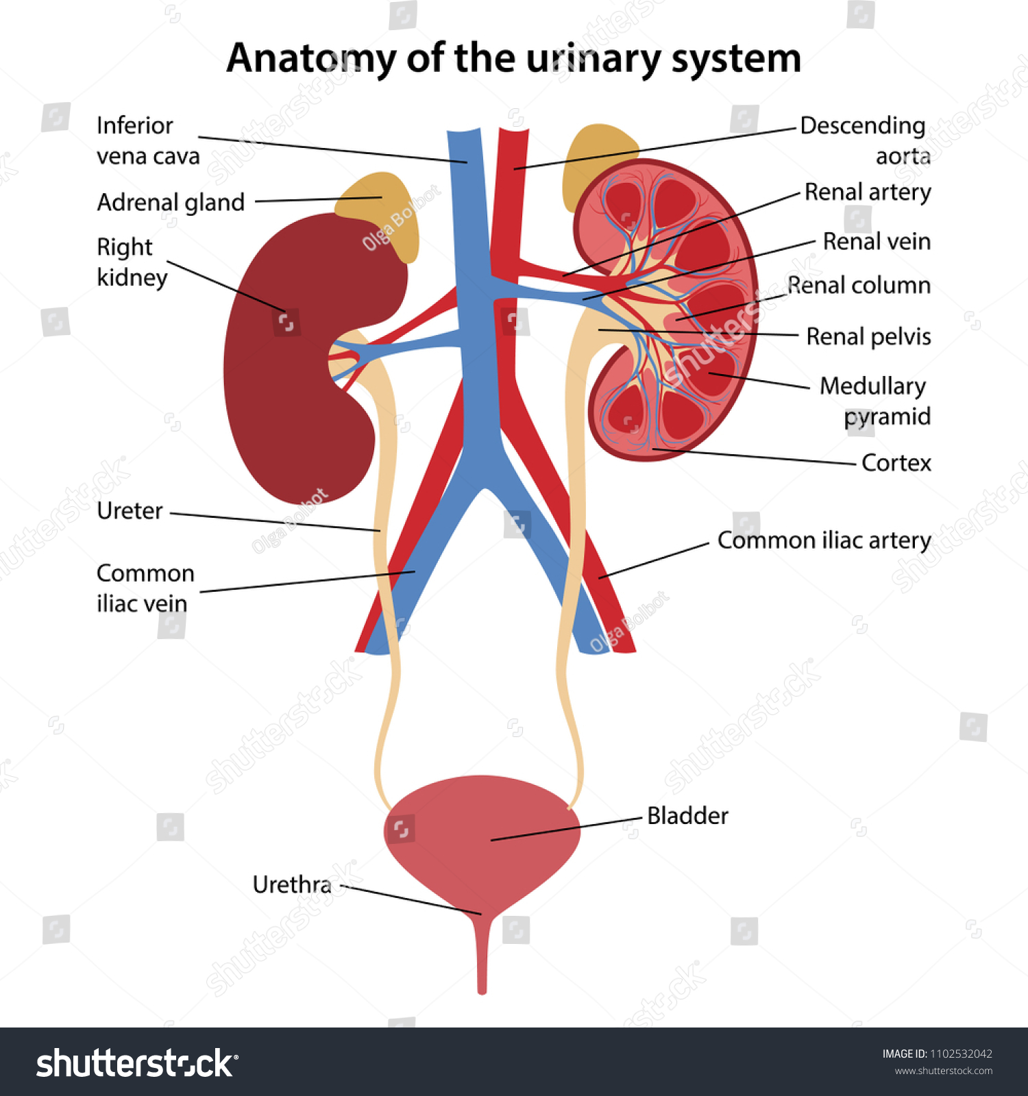 Urinary Tract Labeling