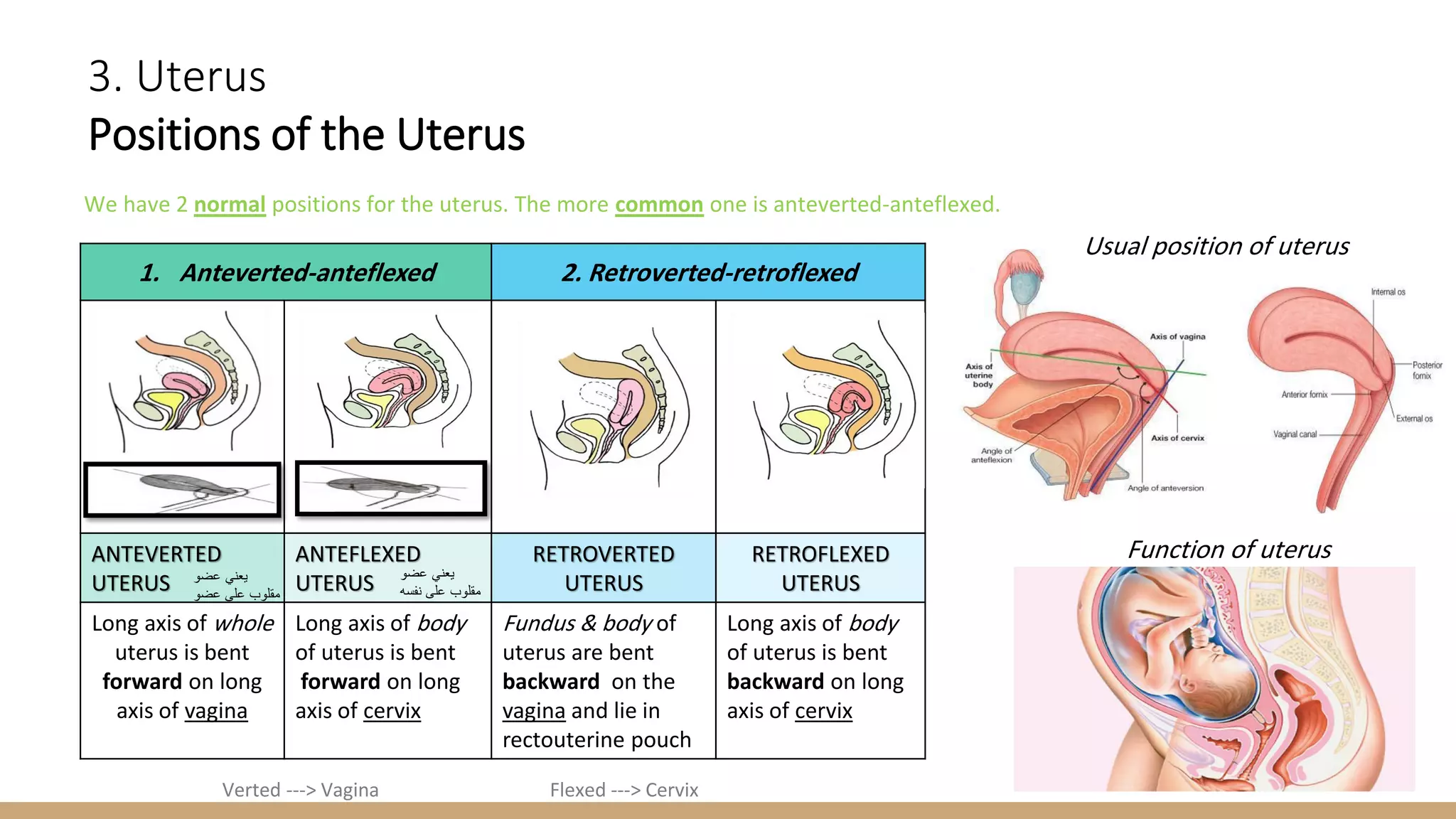 Uterus Is Anteverted