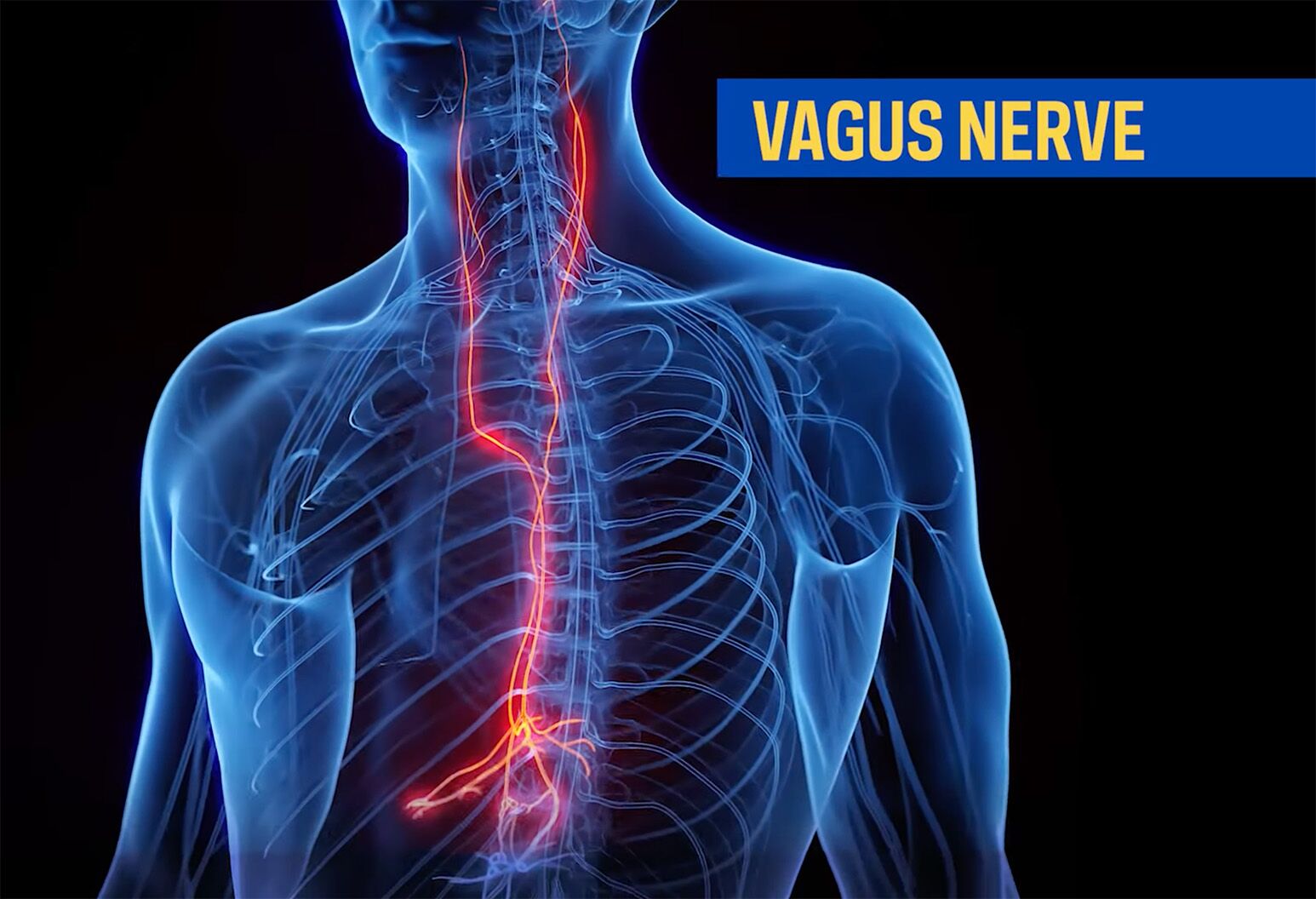 Vagus Nerve Tachycardia After Eating