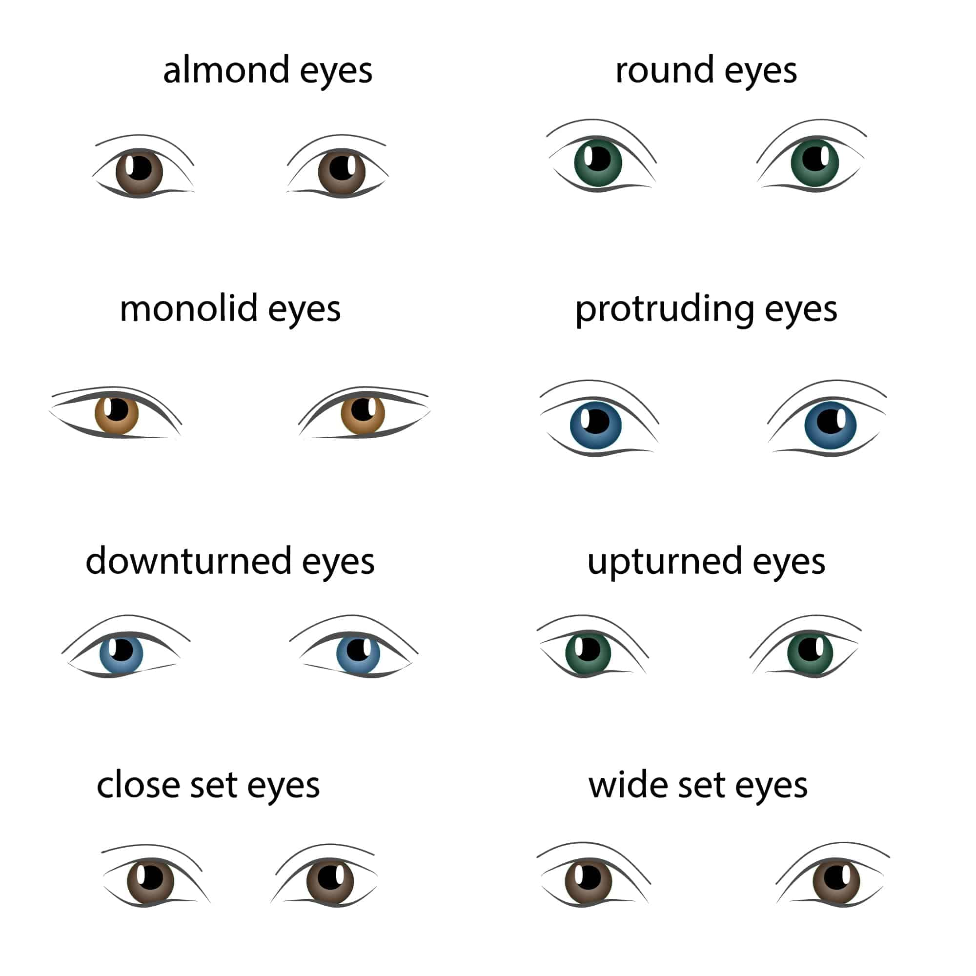 Various Types Of Eyes