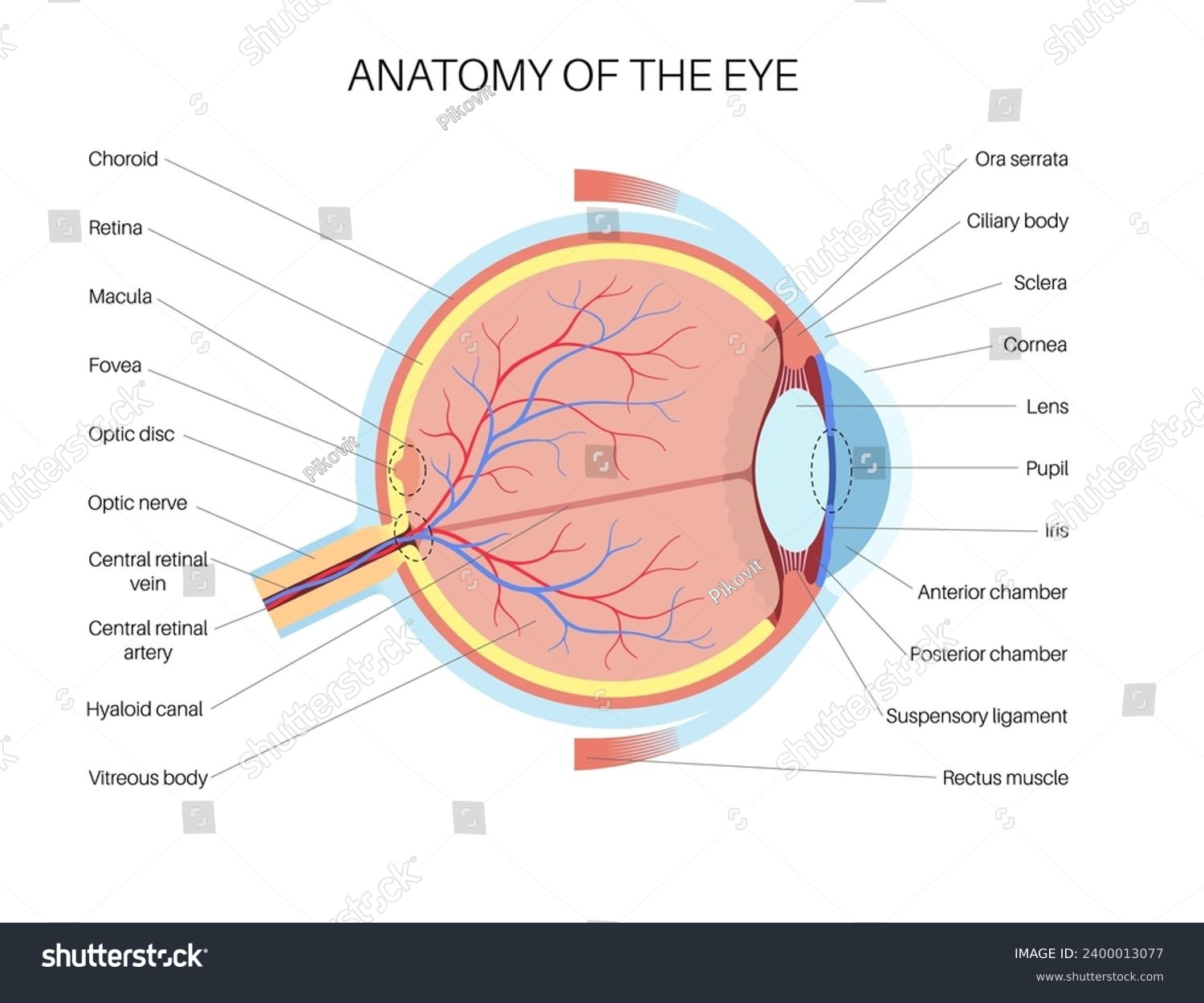 Veins Inside Eye