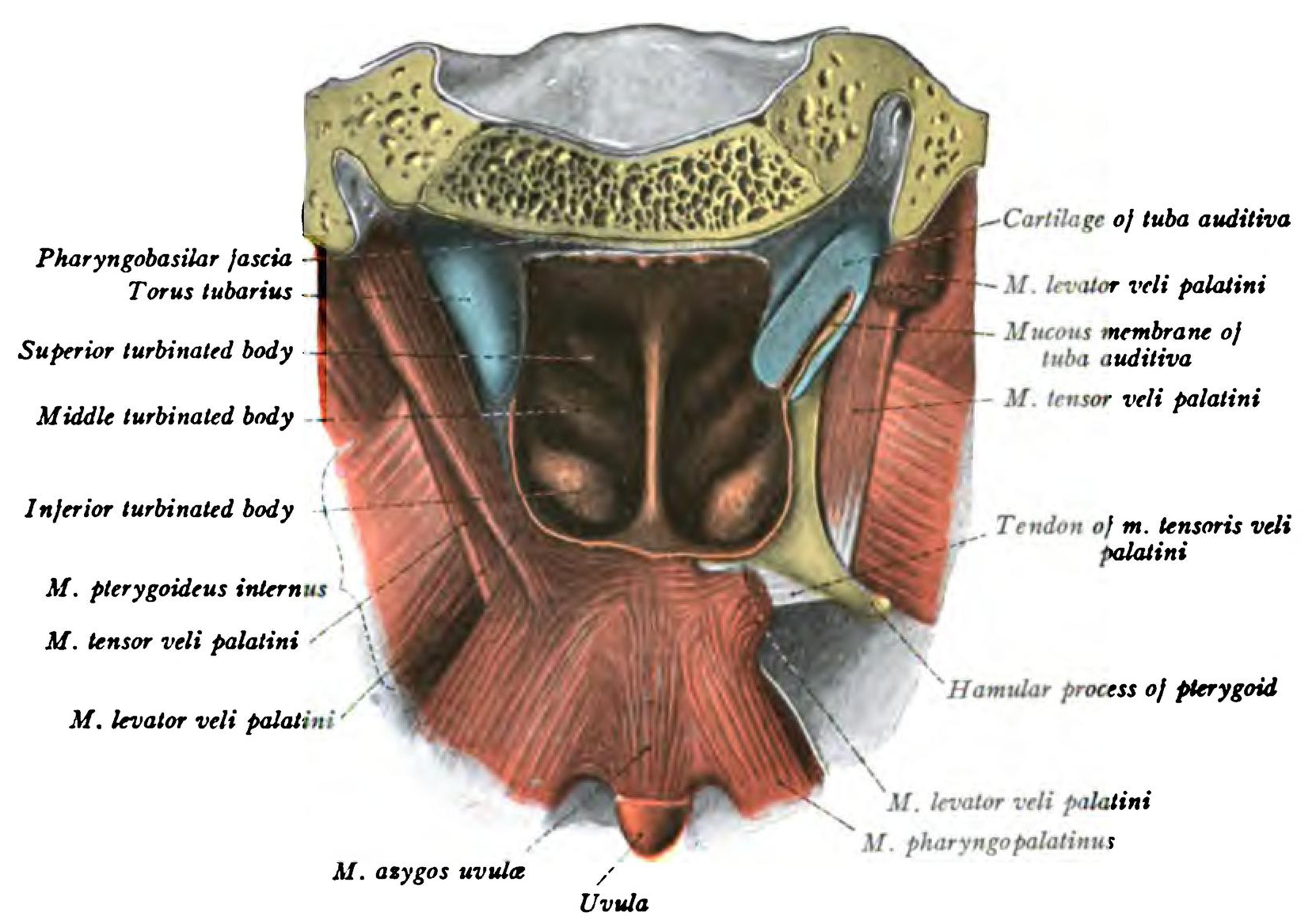 Veli Palatini Muscles