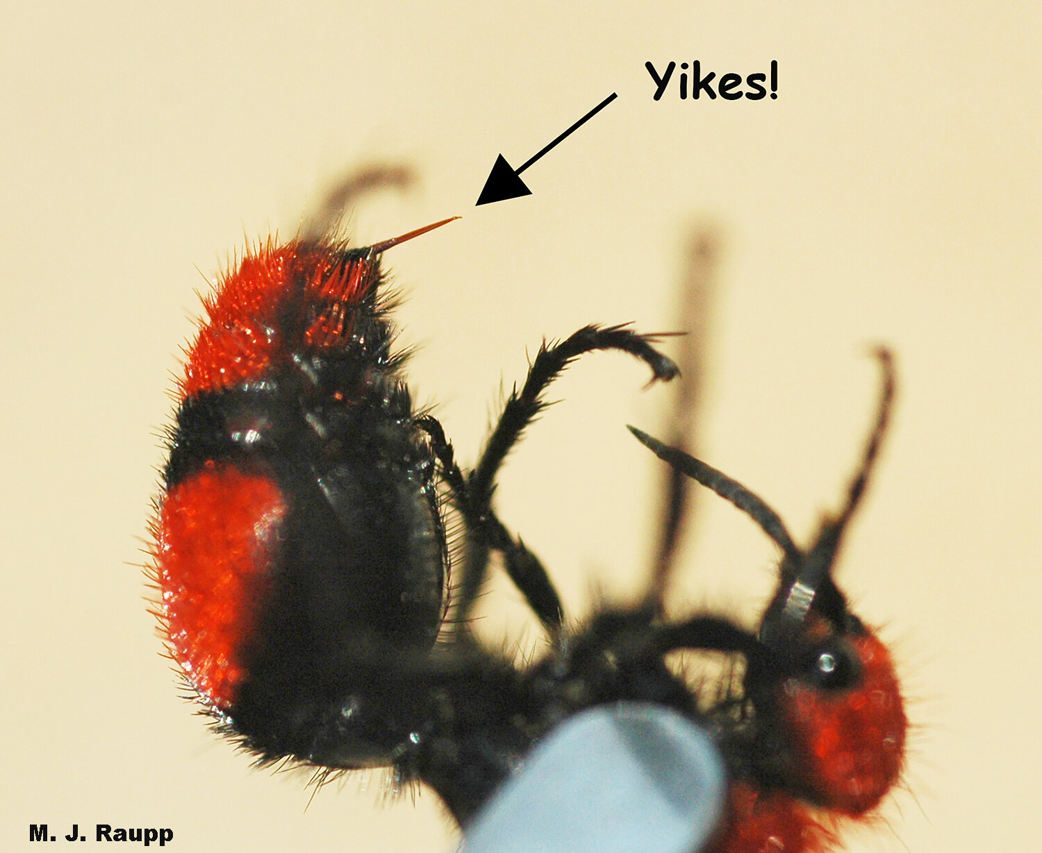 Velvet Ant Do They Sting