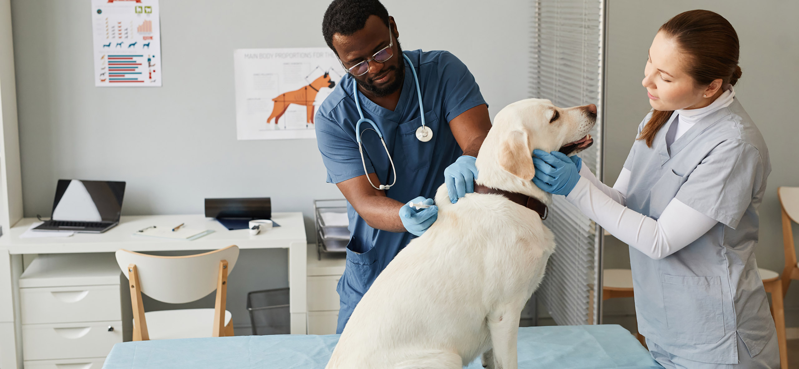 Veterinary Assistant Vacancy