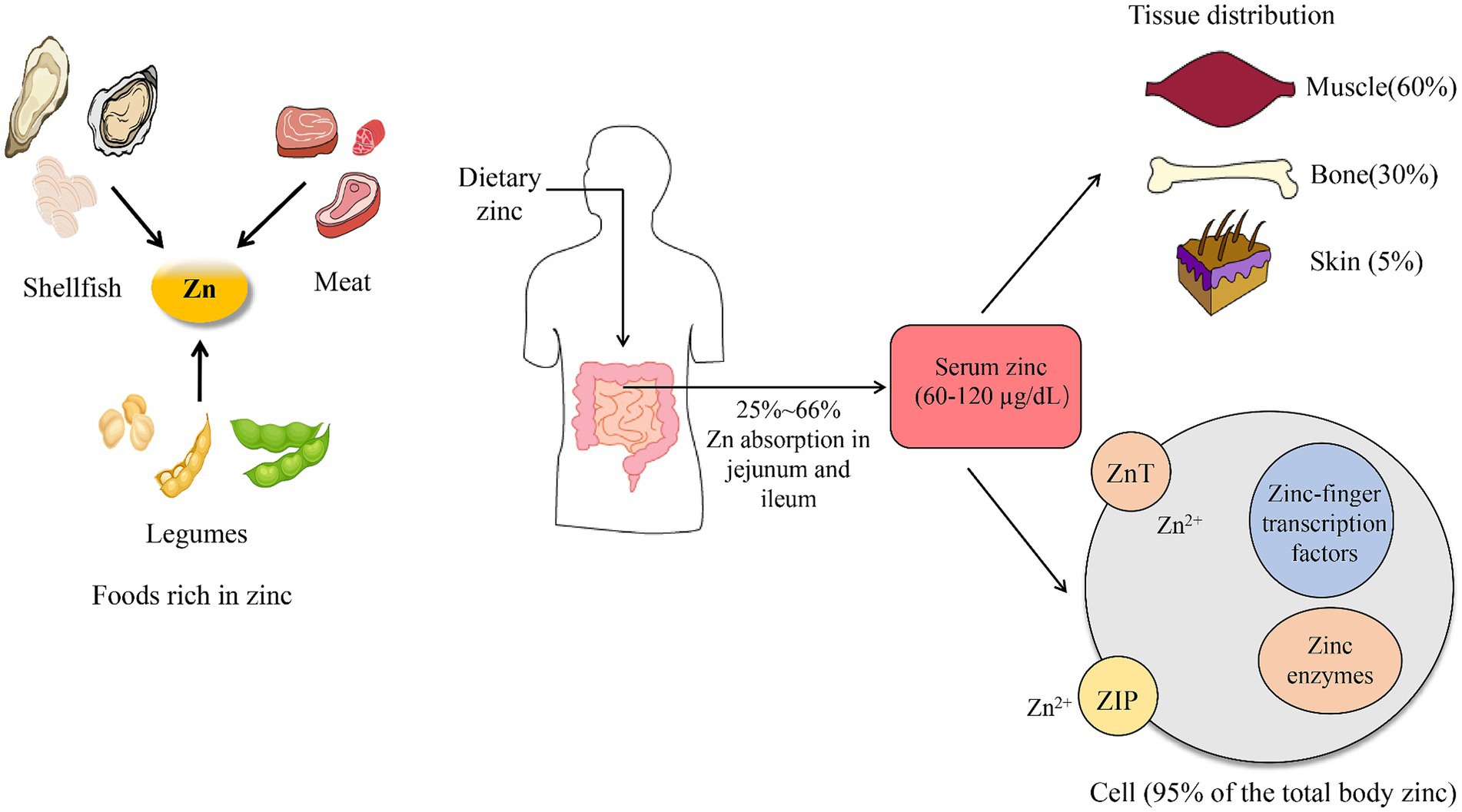 What Affects Zinc Absorption