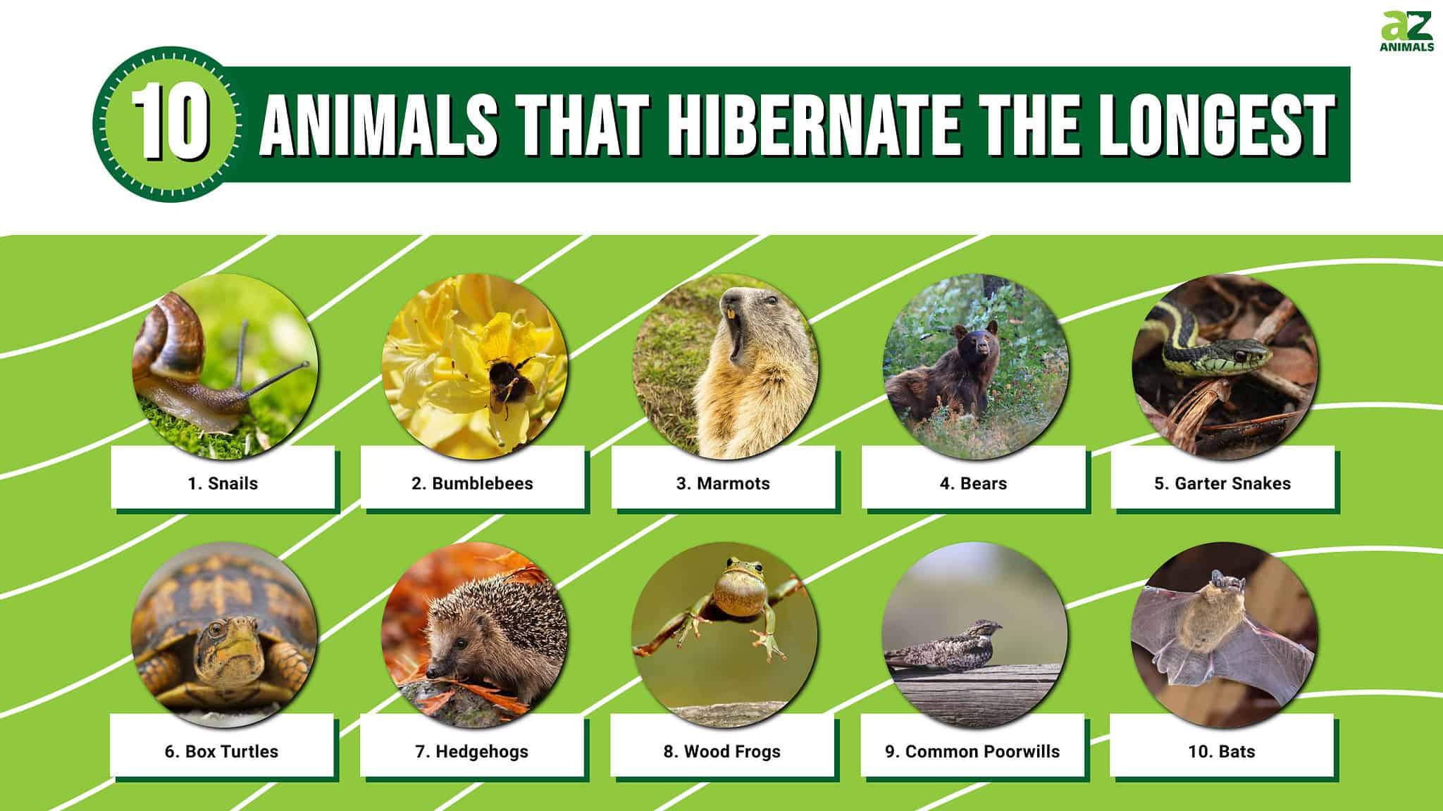 What Animals Hibernate And For How Long
