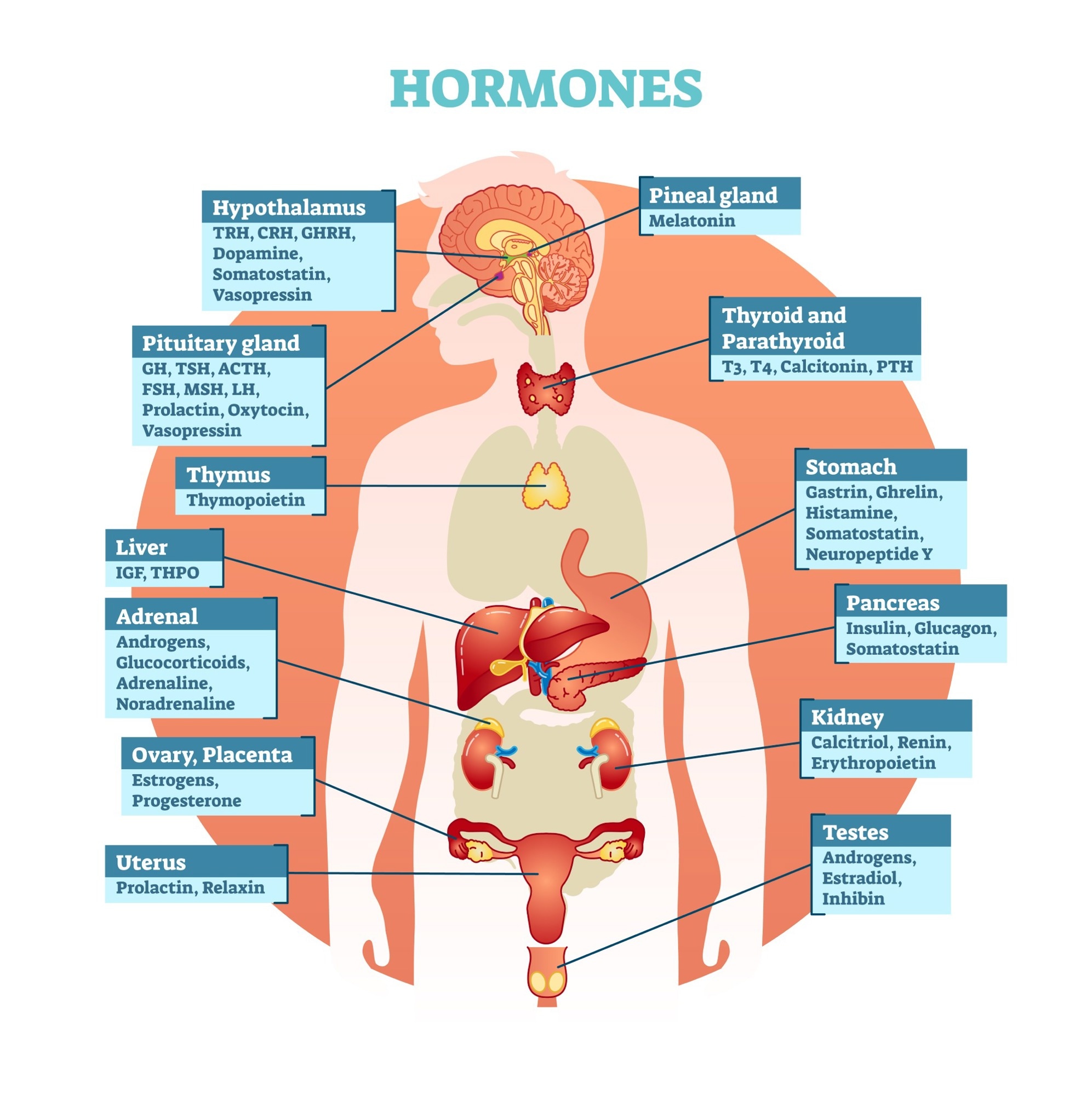 What Are Hormones