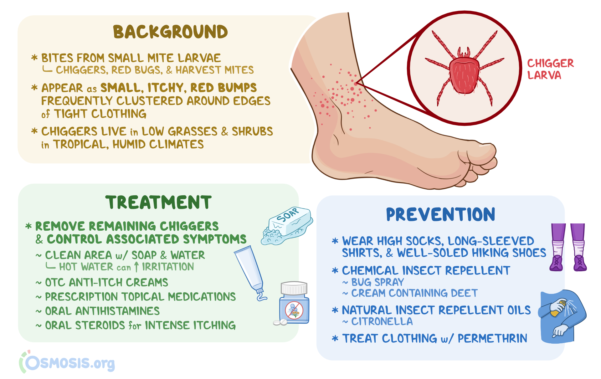 What Cures Red Bugs Chiggers Treatment