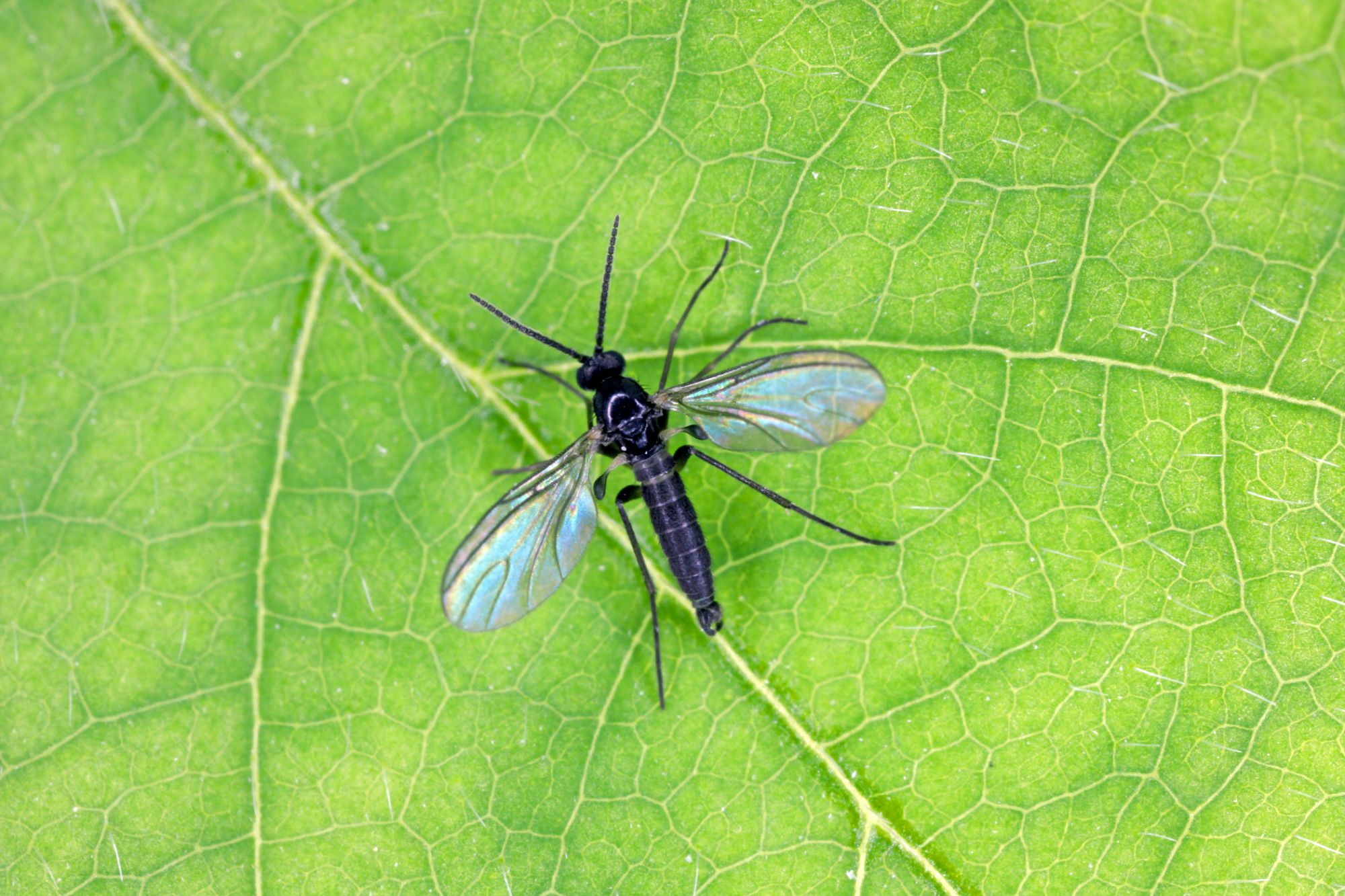 What Does Gnats Look Like