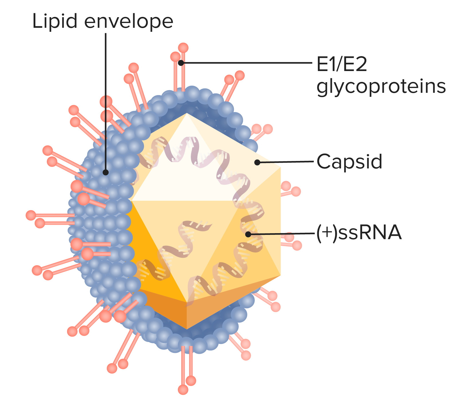 What Does Hep C Virus Look Like