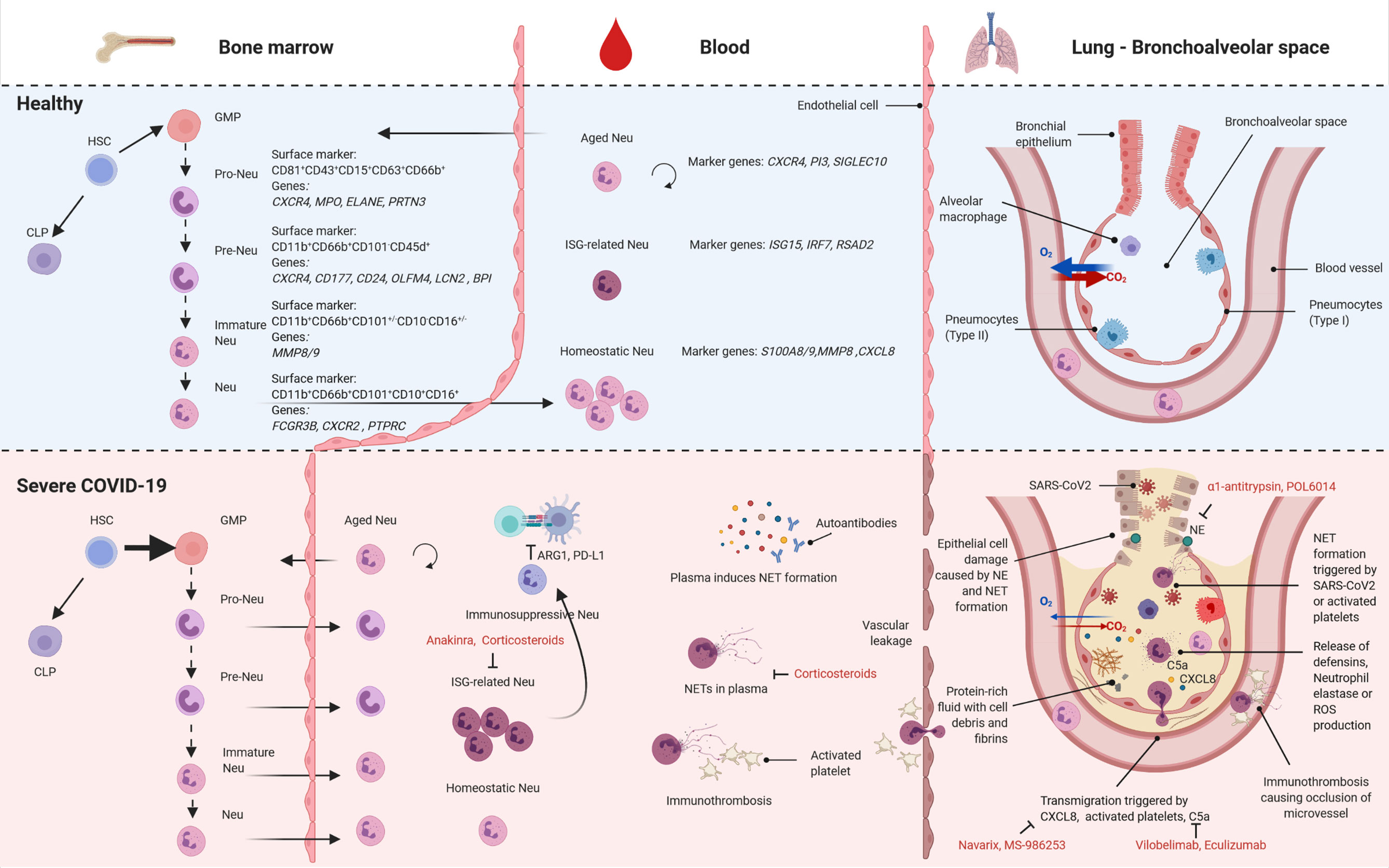 What Does High Neutrophils Mean