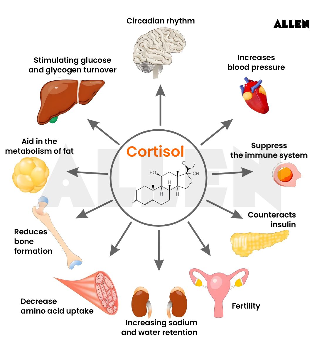 What Increases Cortisol In The Body