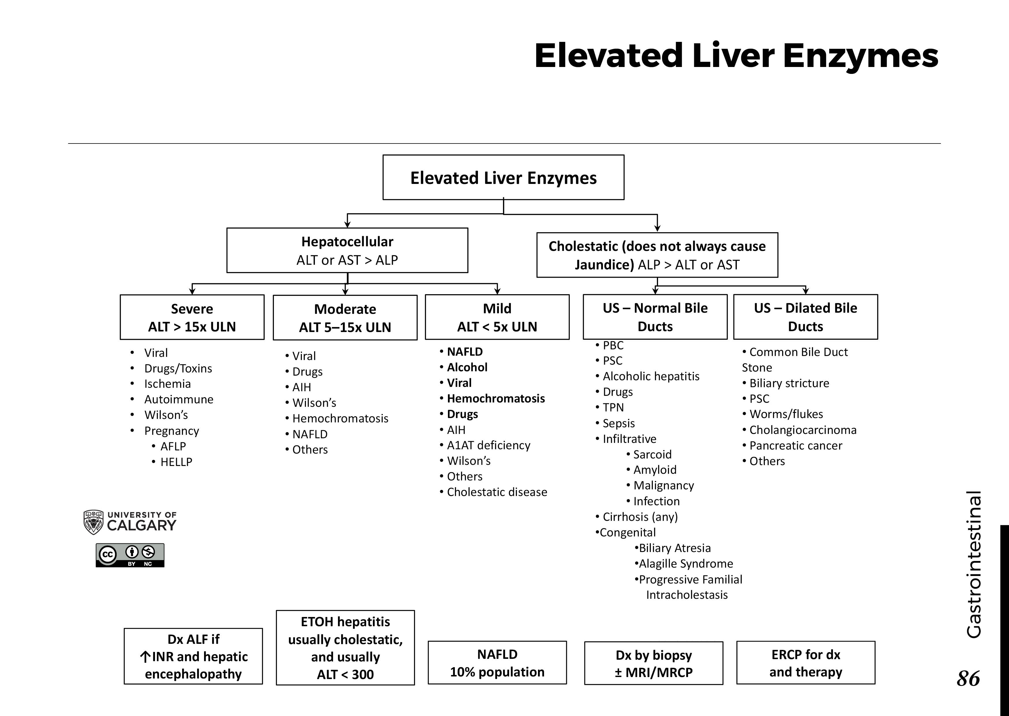 What Increases Liver Enzymes