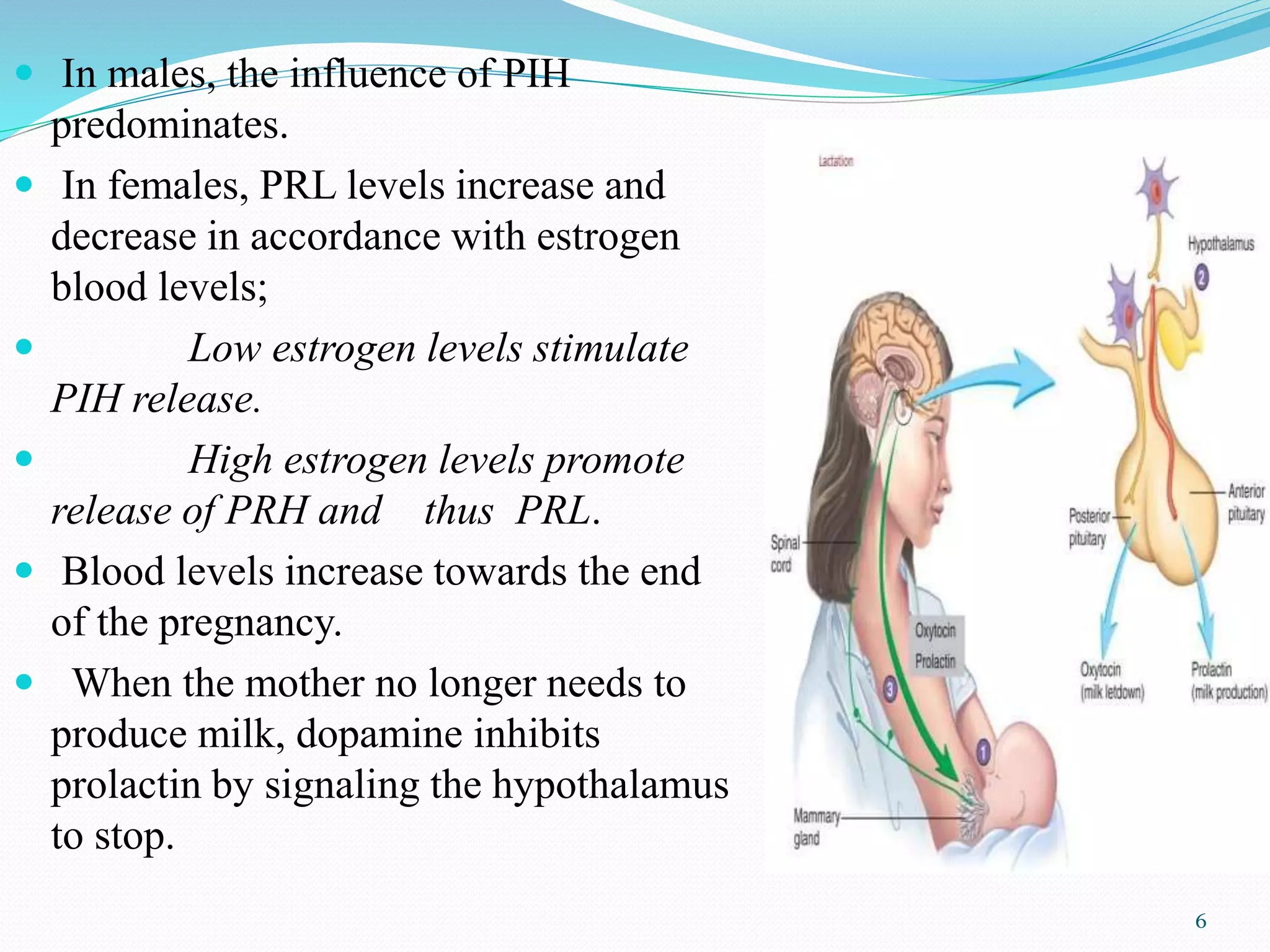 What Increases Prolactin