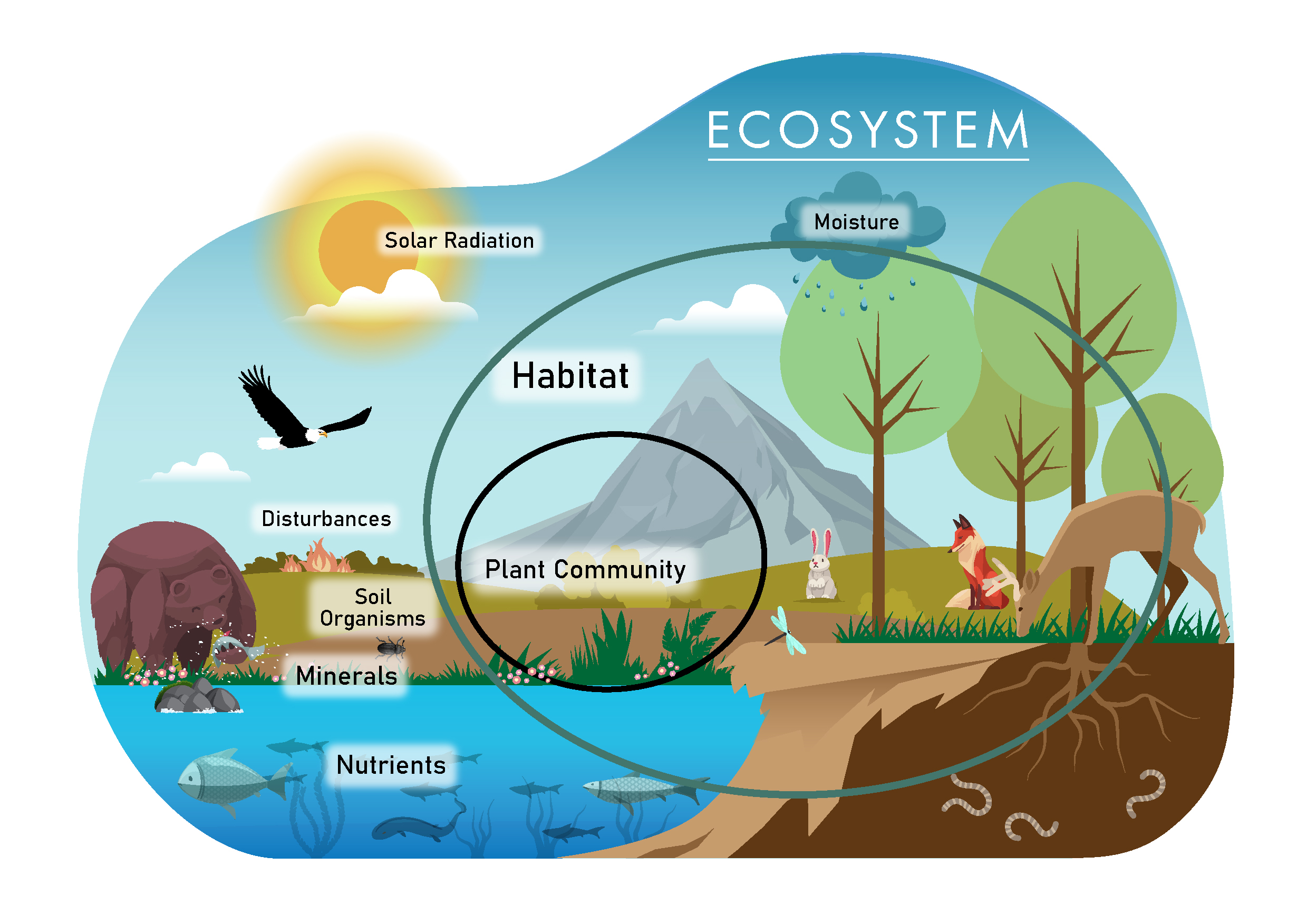 What Is A Ecosystem