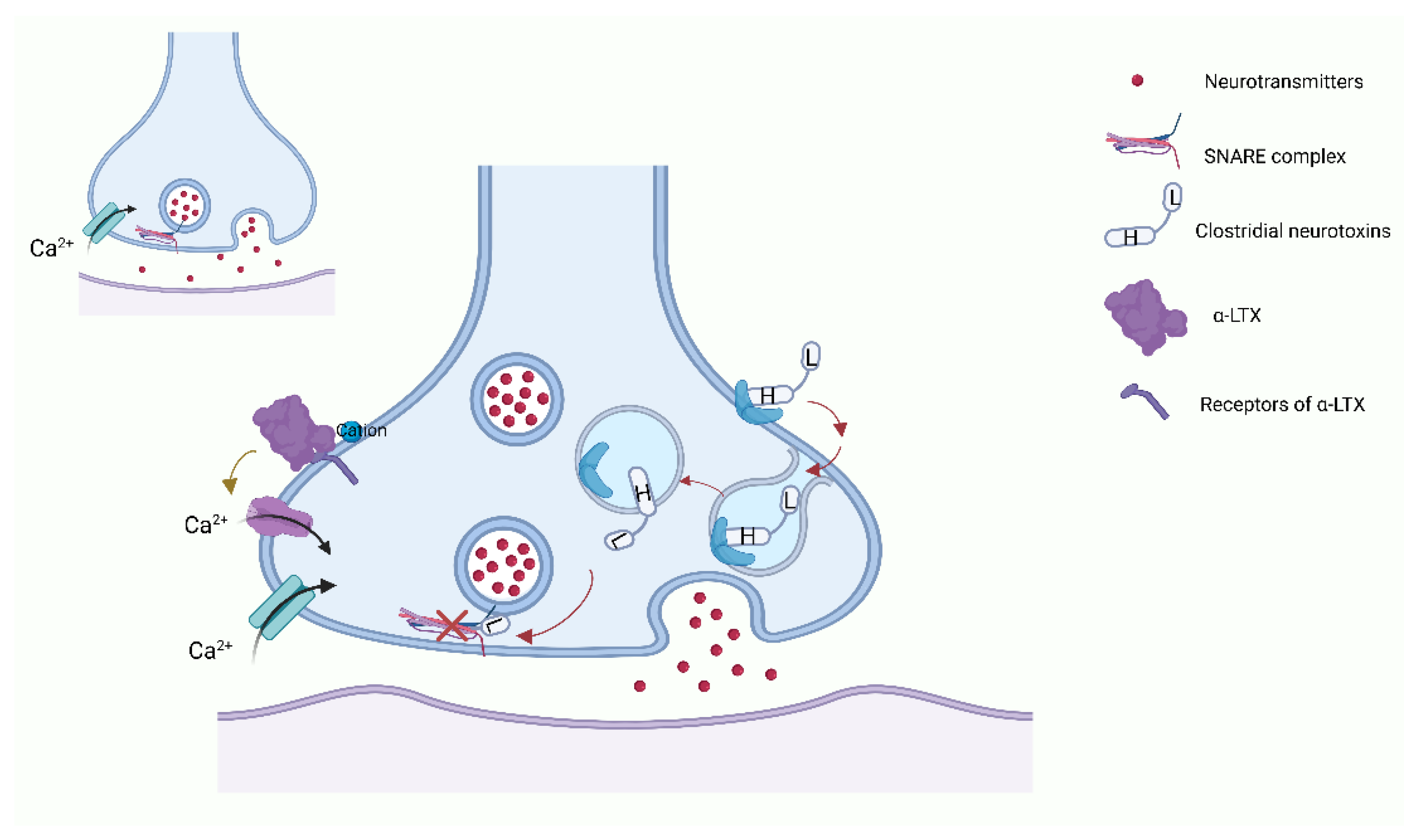 What Is A Neurotoxin