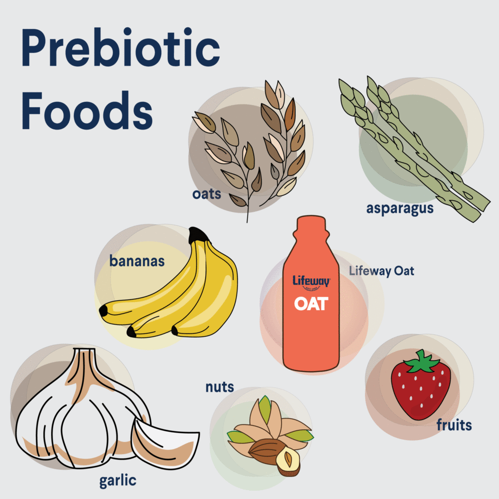 What Is A Prebiotic