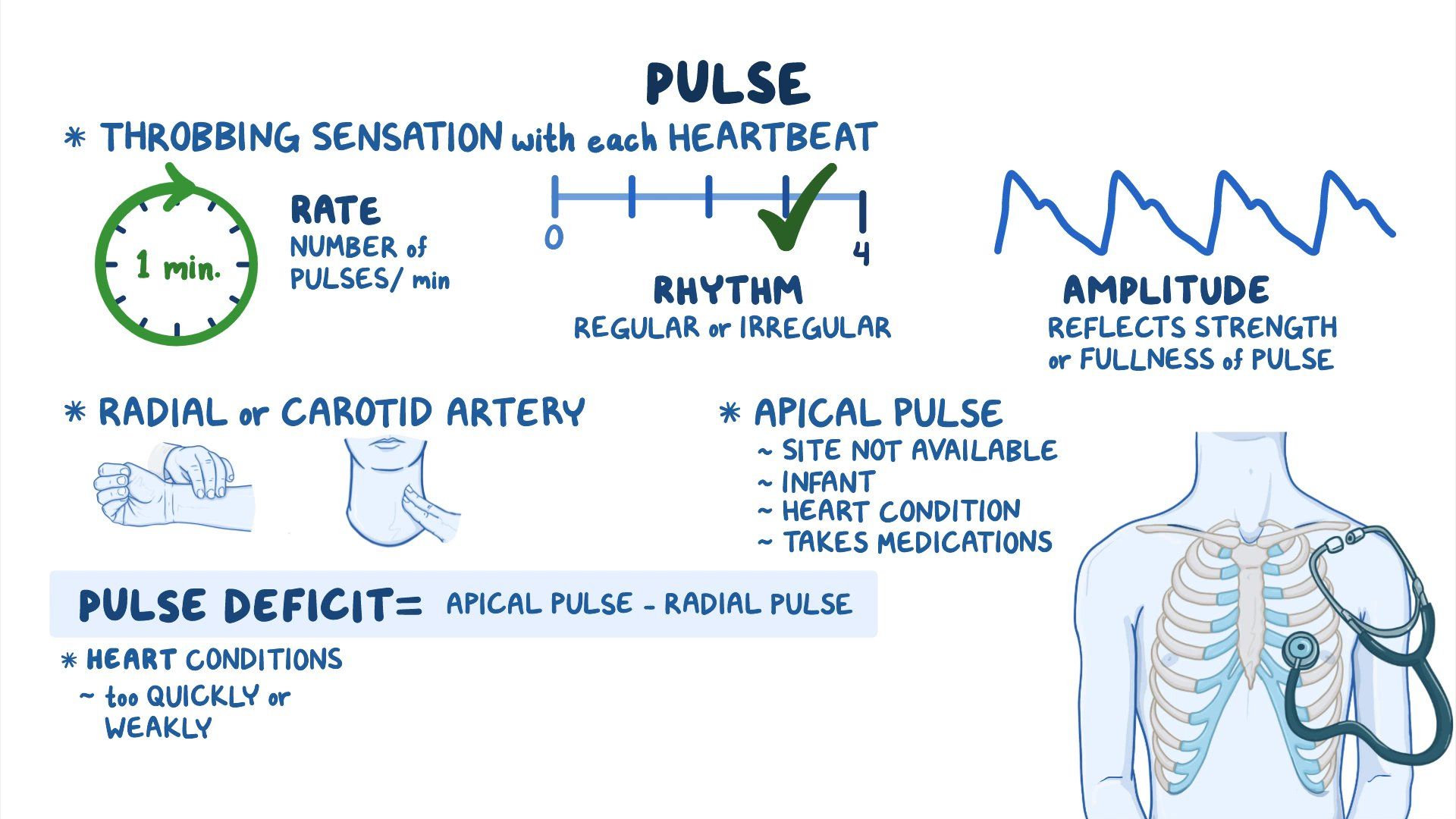 What Is Apical Pulse