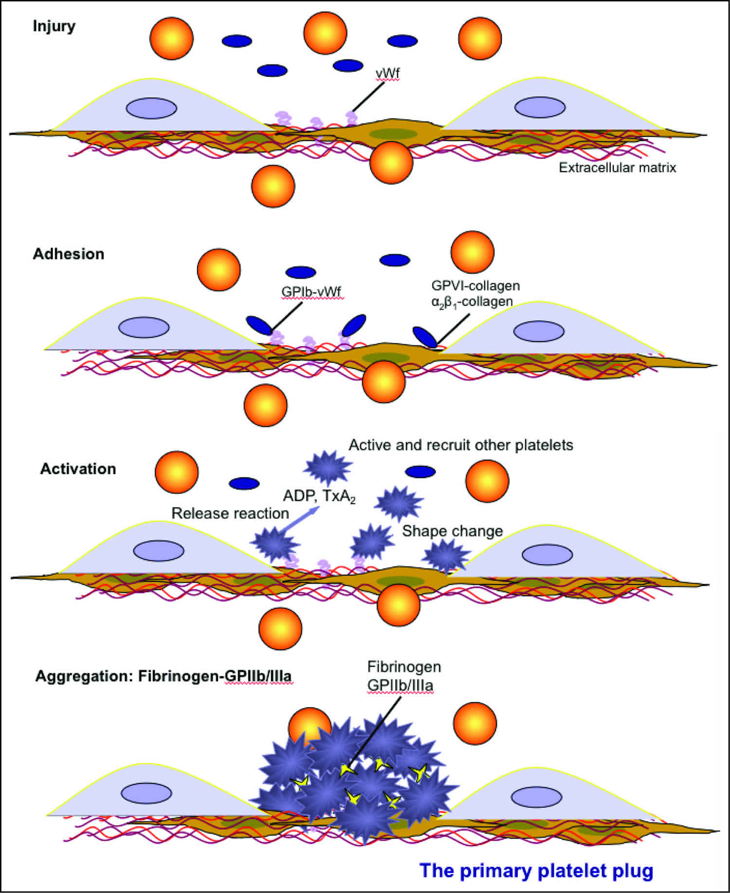 What Is Hemostasis