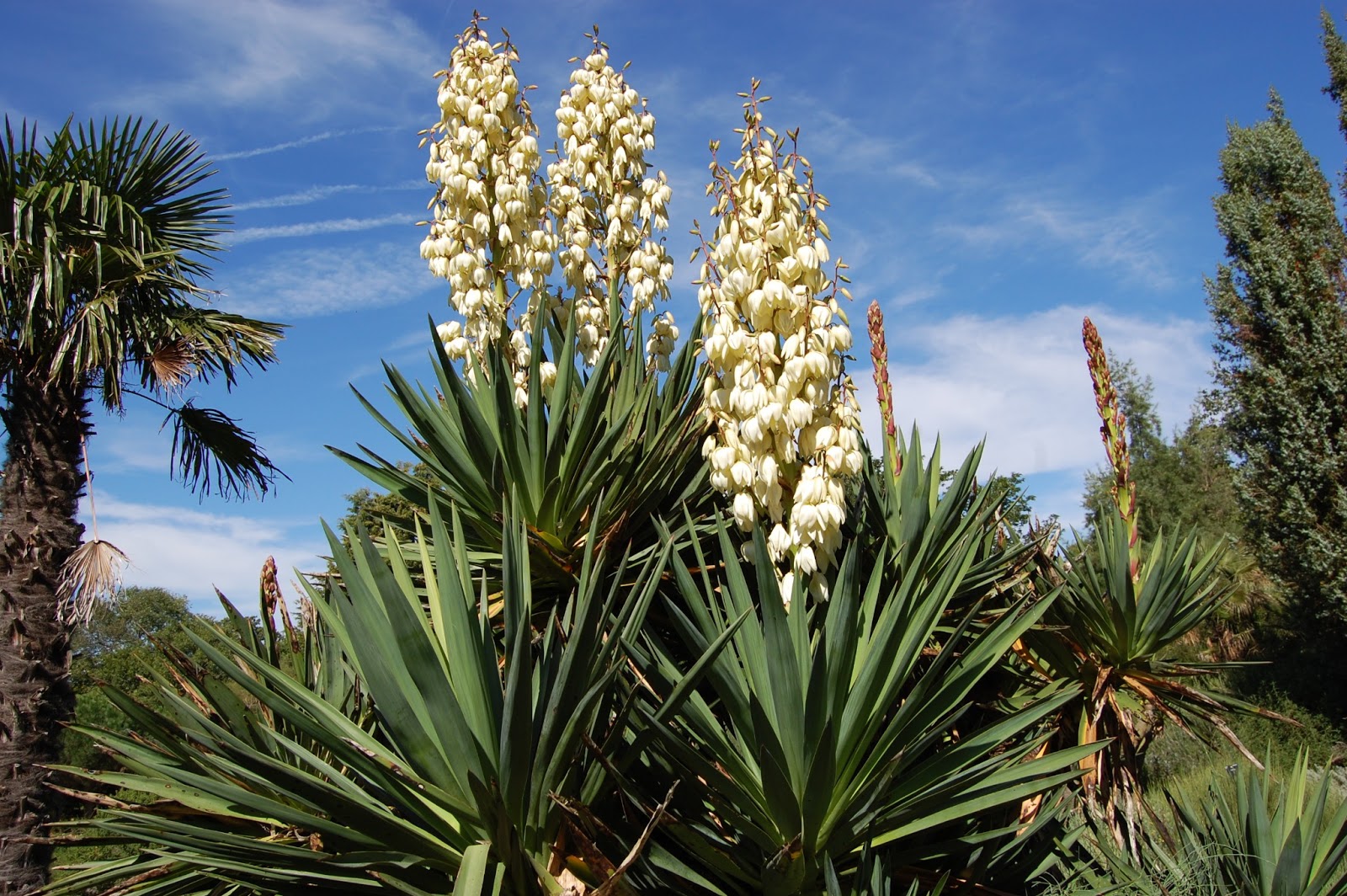 What Is Yucca