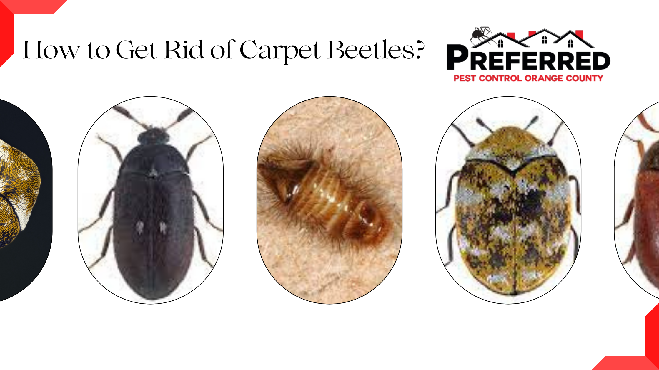 What Kills Carpet Beetles Instantly