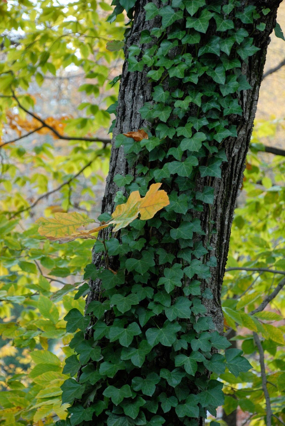 What Kills English Ivy Permanently