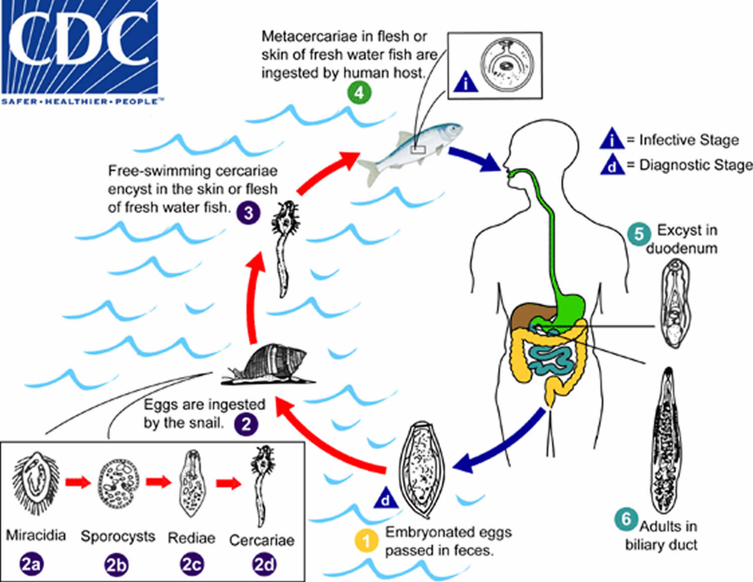 What Kills Liver Flukes In Humans