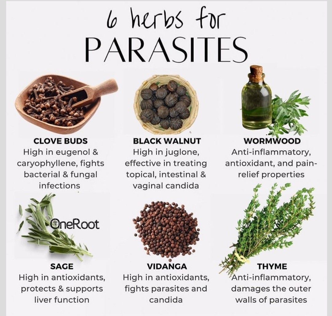 What Kills Parasites In Humans Naturally